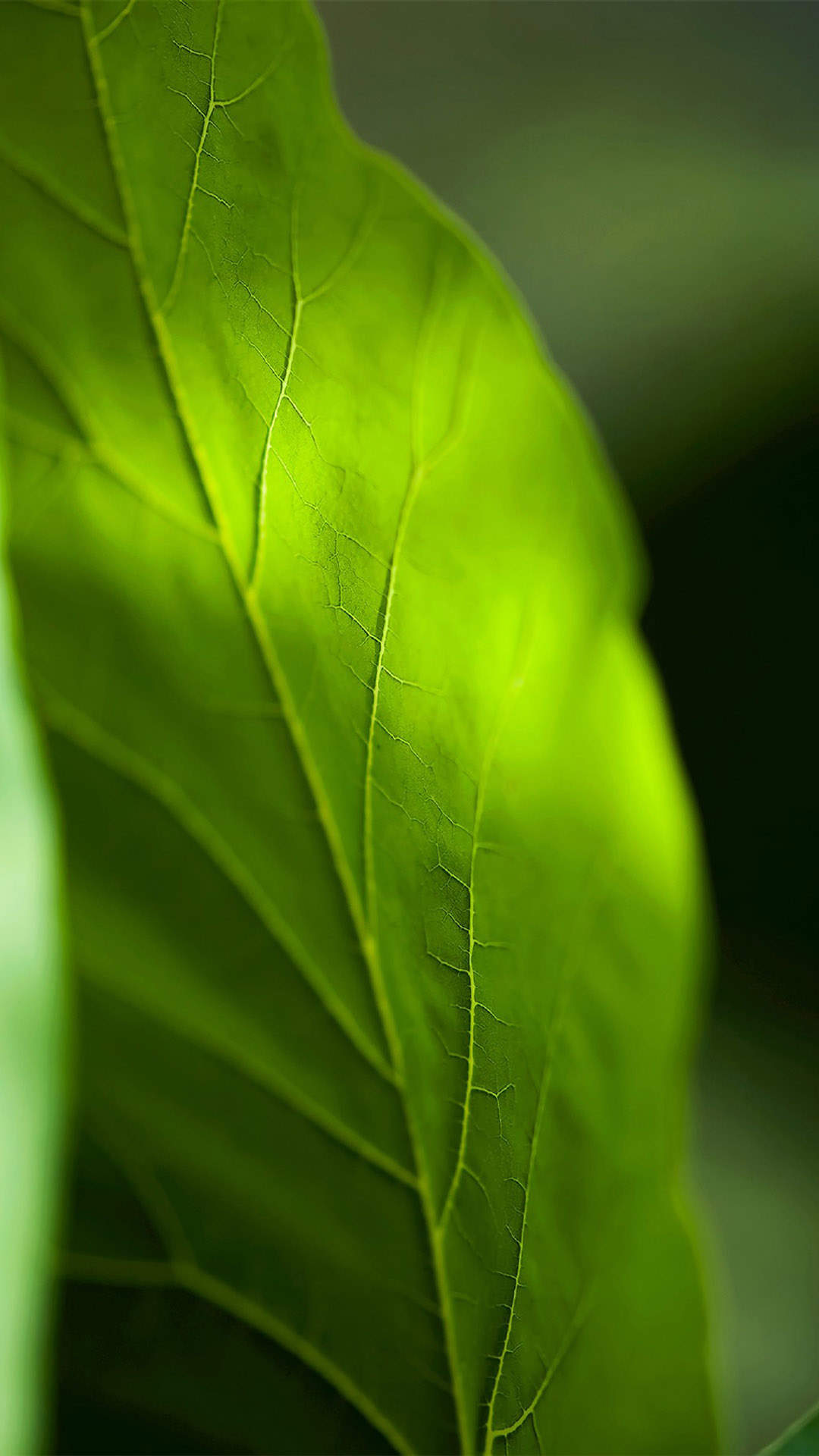 绿色植物图片