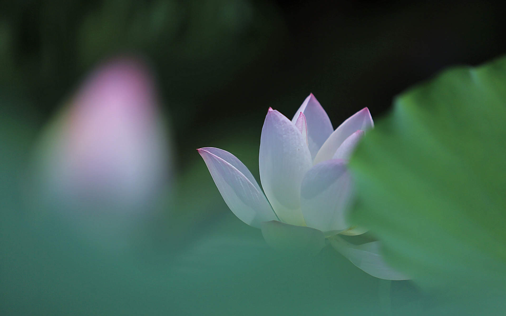 清新夏日荷花高清桌面壁纸图片