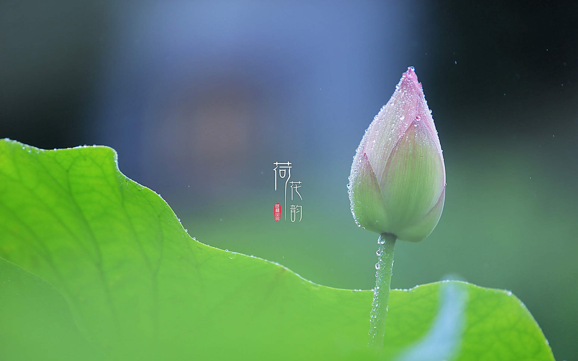 夏日荷花唯美高清图片桌面壁纸图片