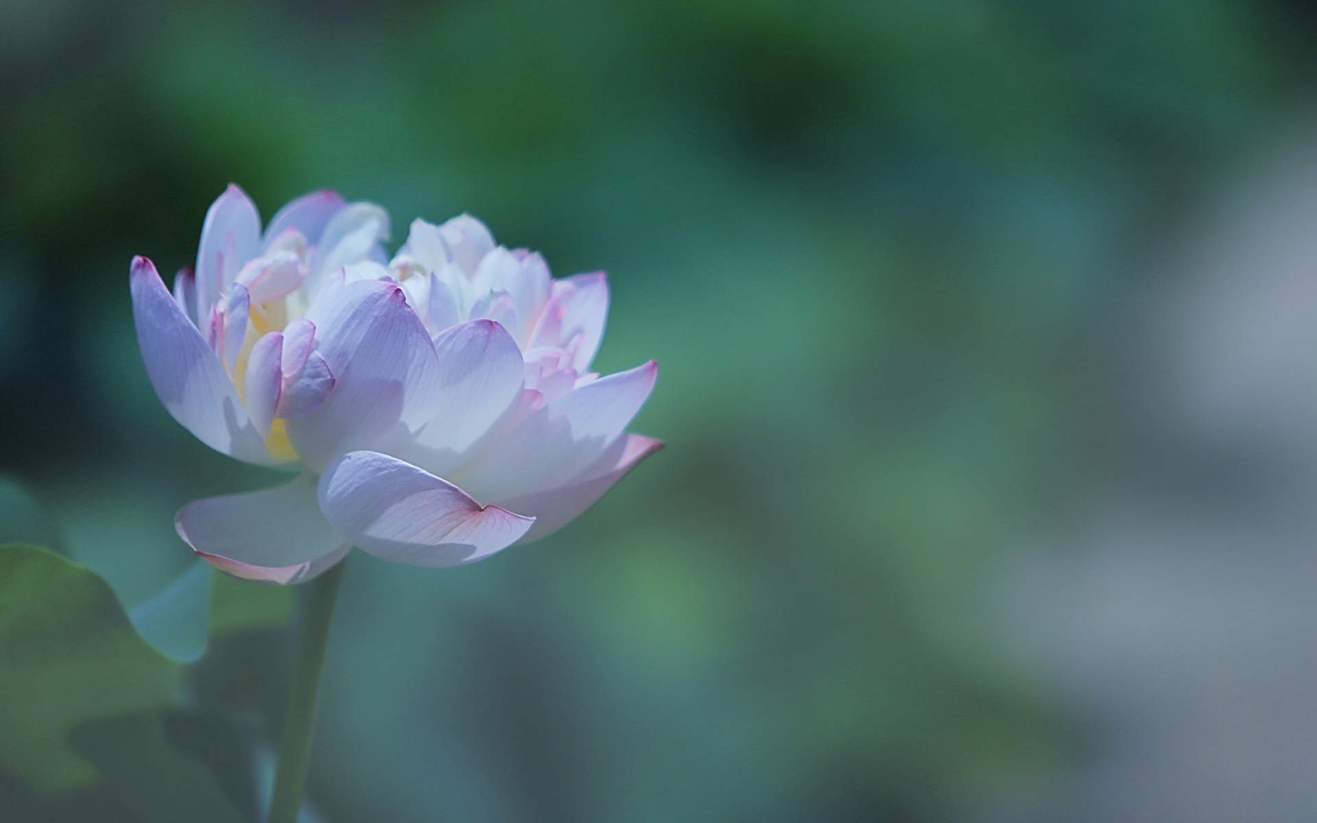 夏日荷花唯美高清图片桌面壁纸图片