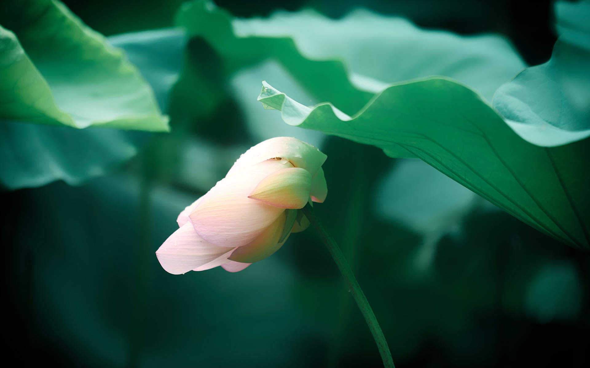 美丽的荷花8月日历桌面壁纸图片