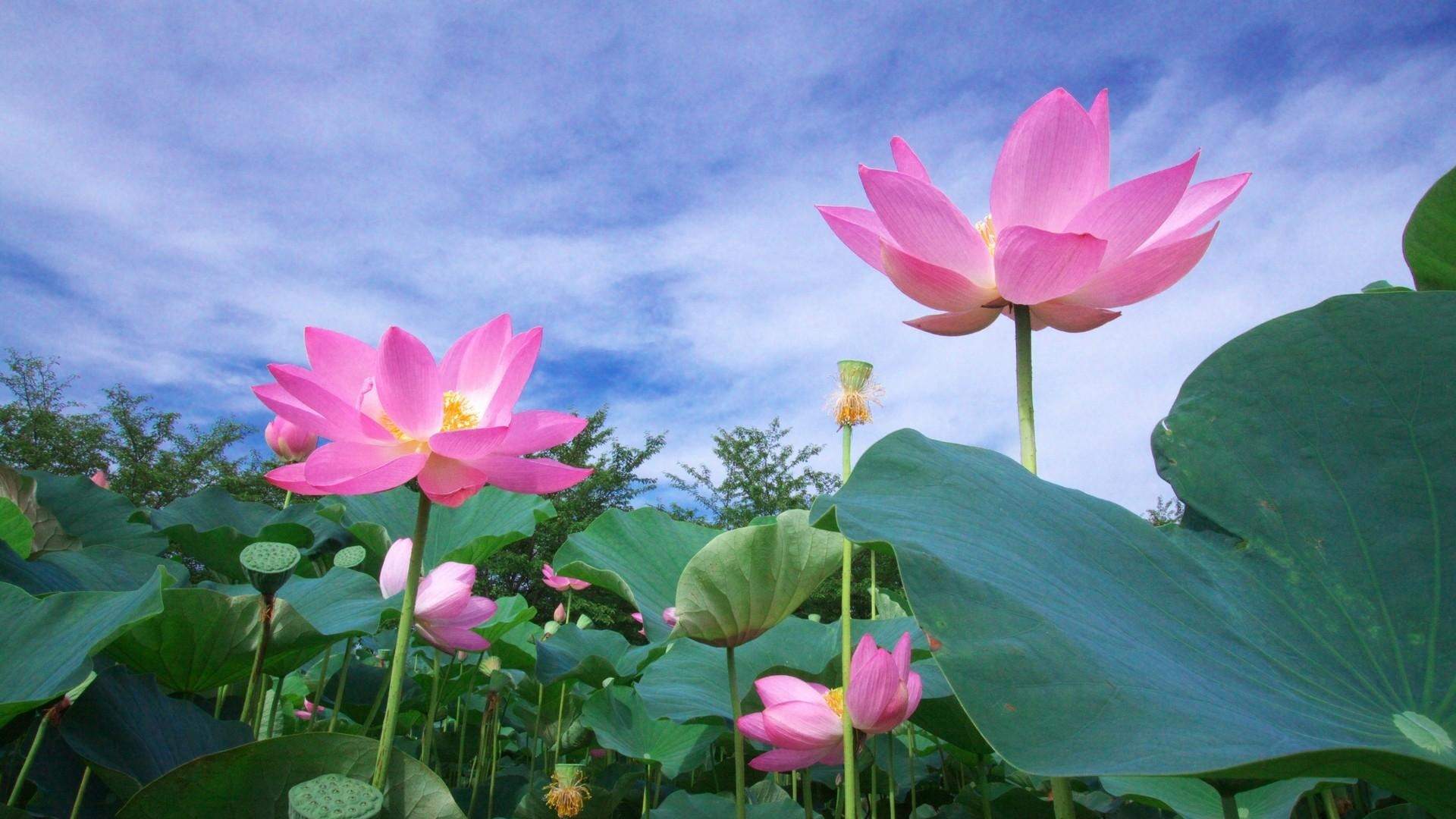 2014年7月日历桌面壁纸夏季美丽清新养眼盛开的荷花图片图片