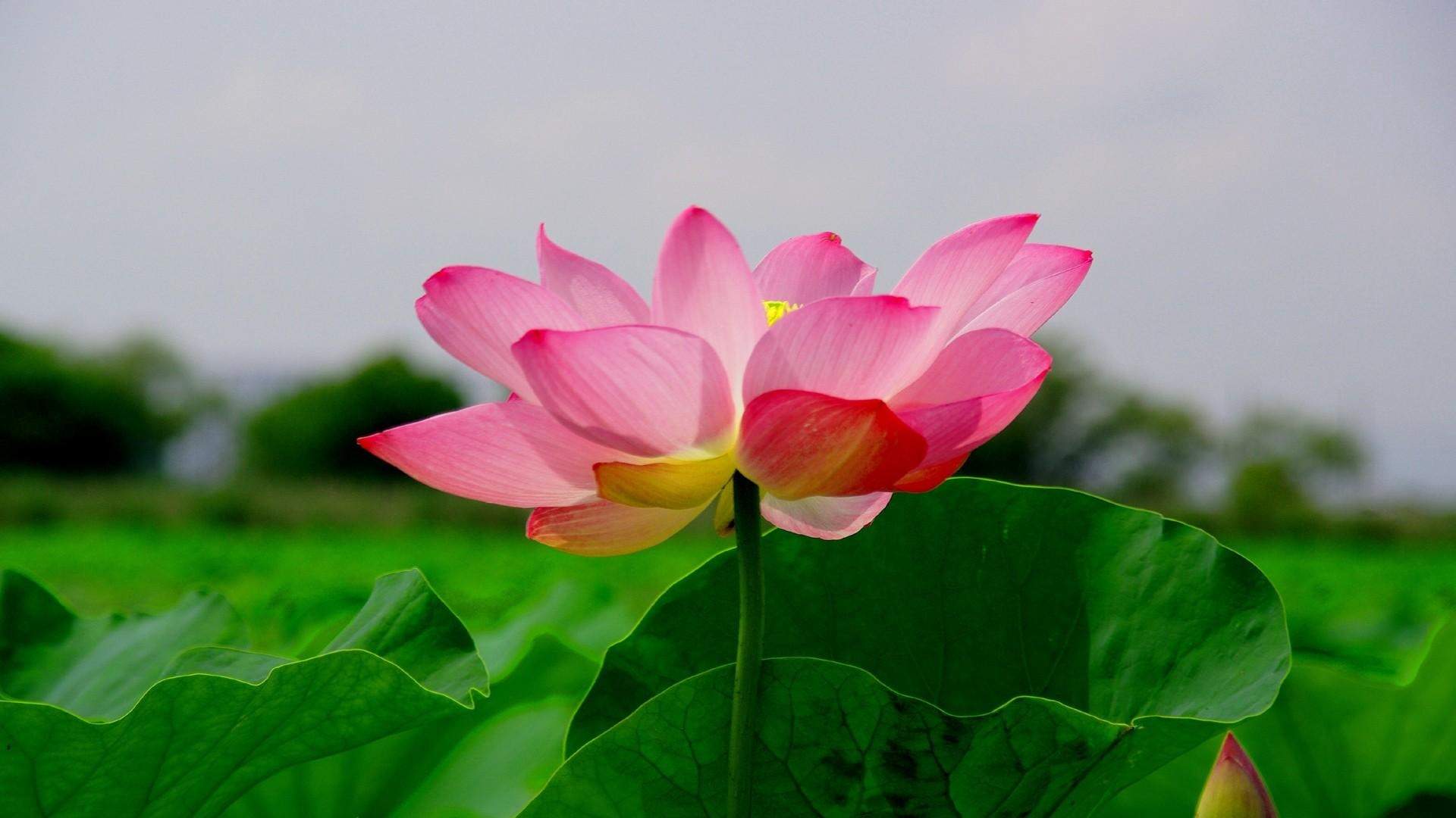 荷花图片图片