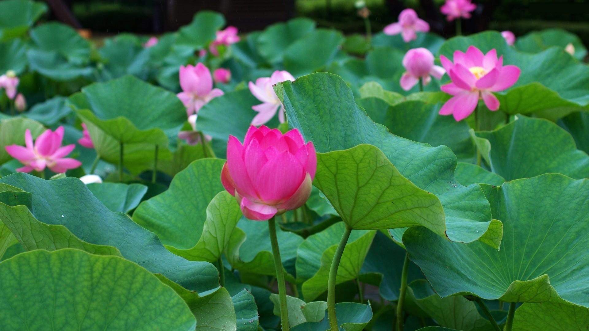 清新夏日荷花高清桌面壁纸图片
