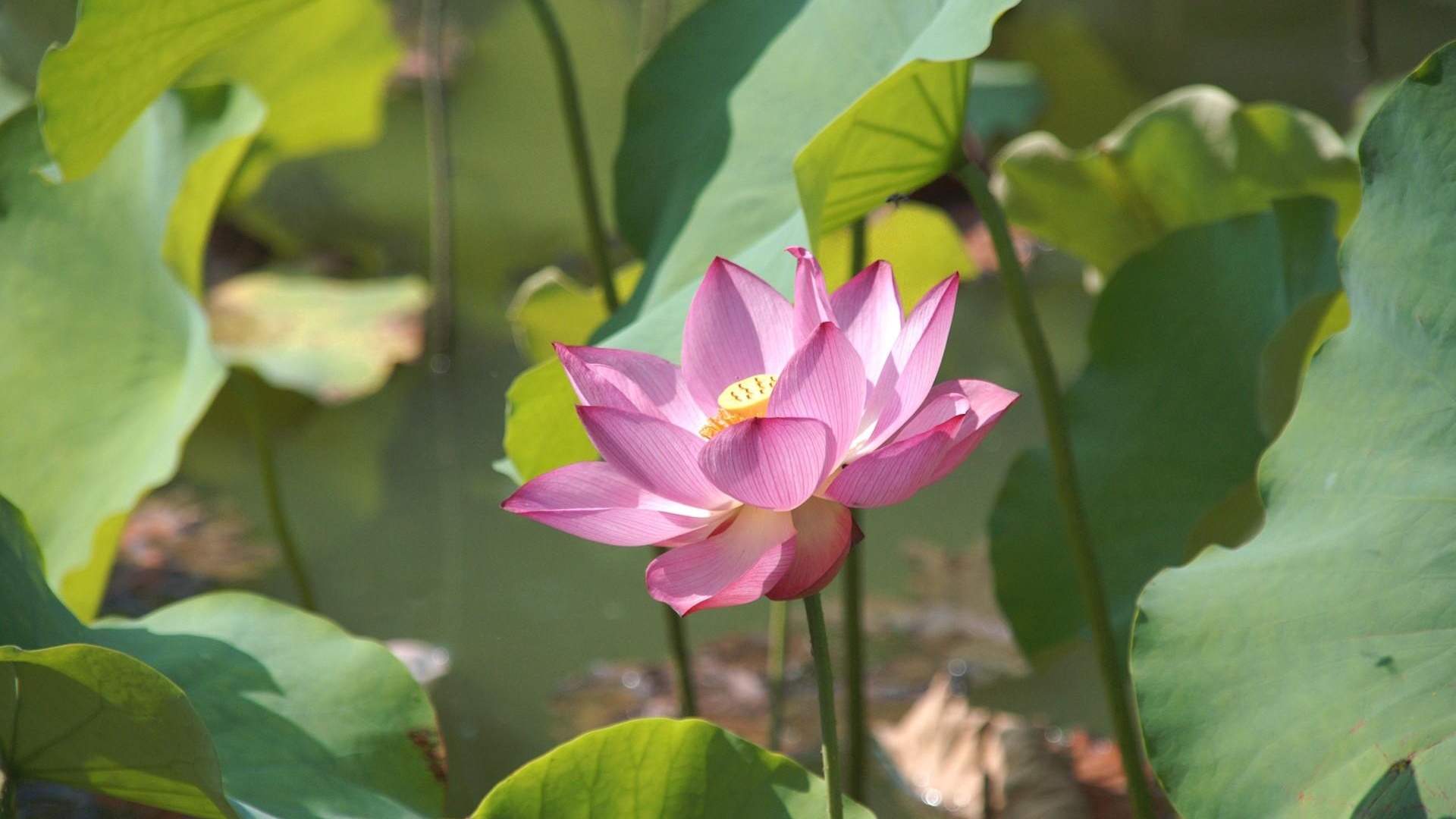 清新夏日荷花高清桌面壁纸图片