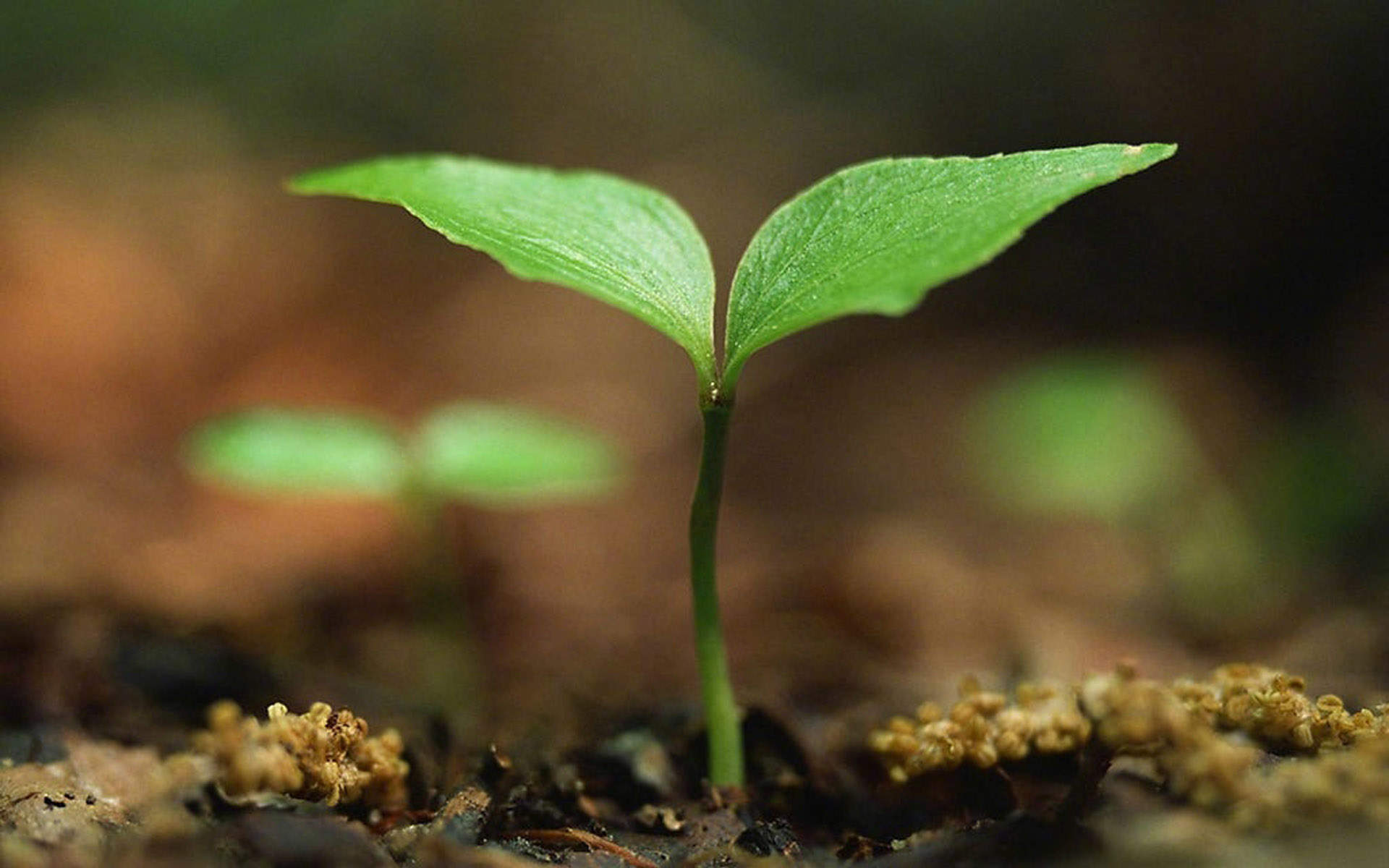 唯美清新绿色植物花卉高清摄影素材图片欣赏图片