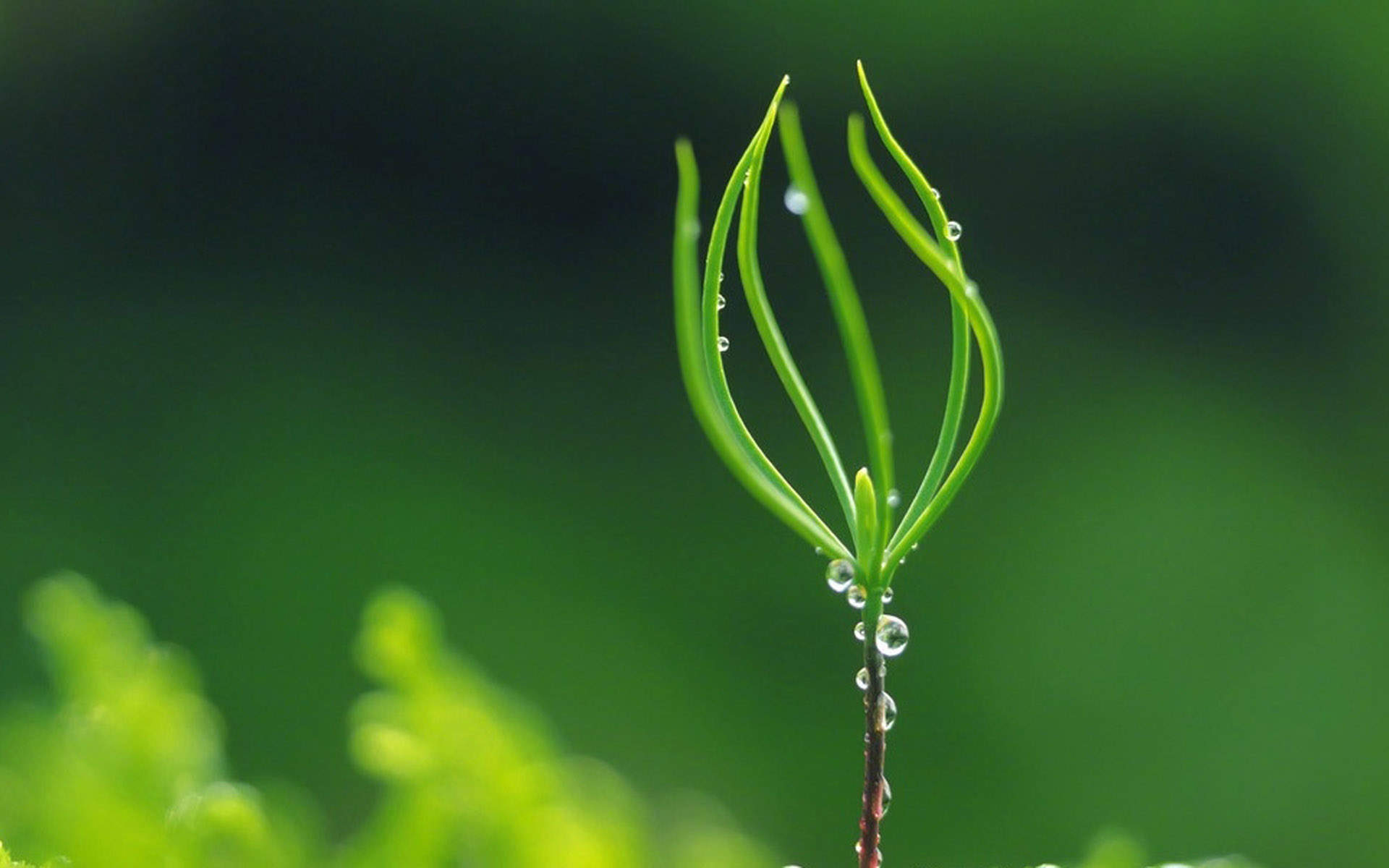 唯美清新绿色植物花卉高清摄影素材图片欣赏图片