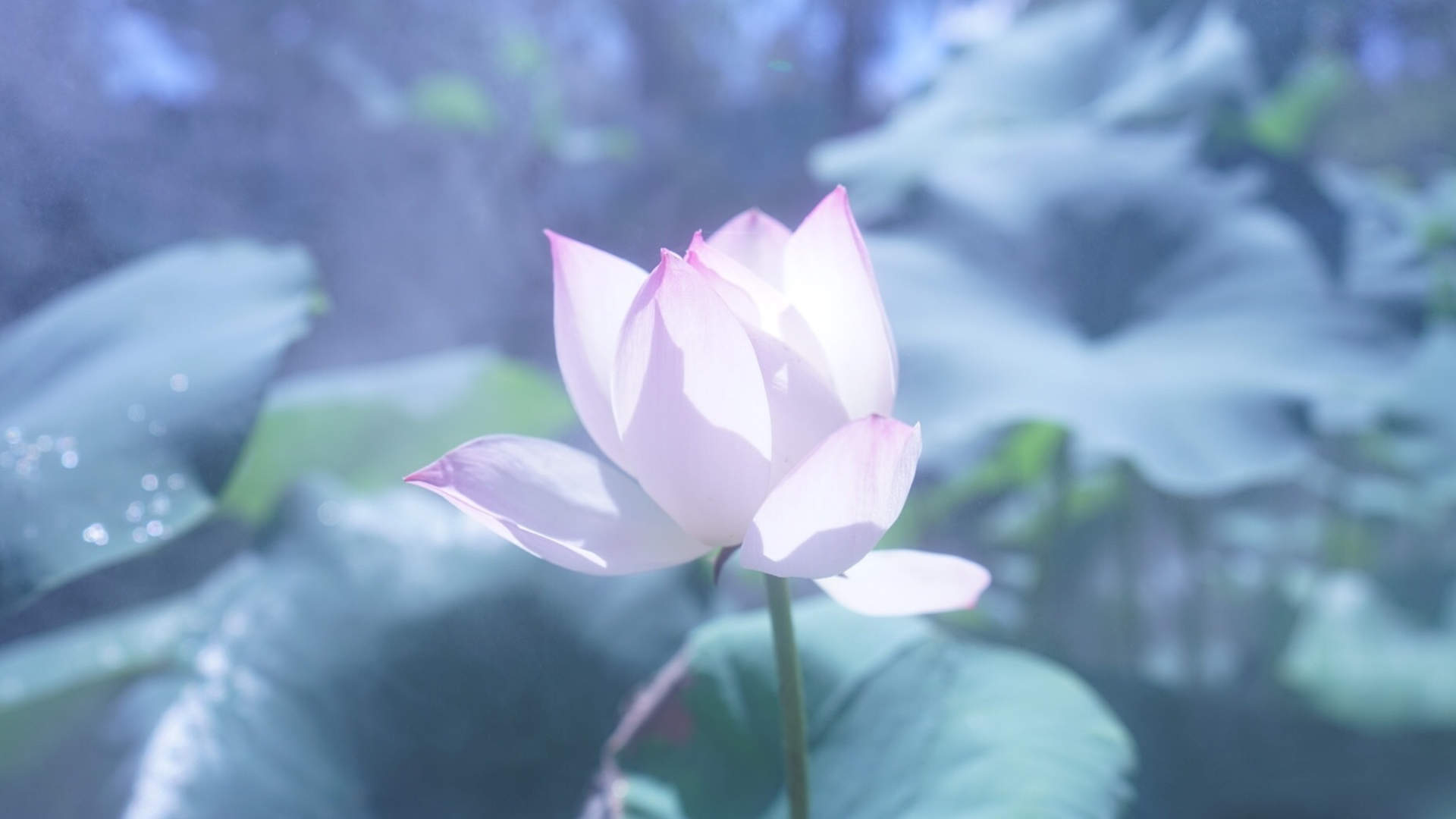 荷花图片图片