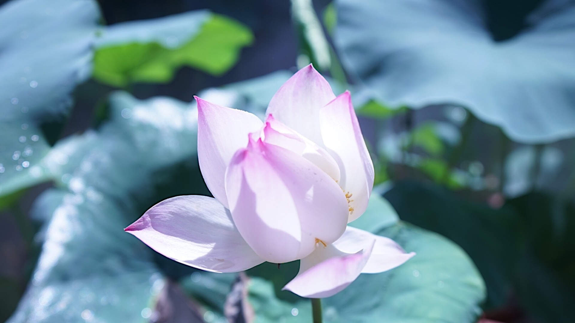 雨后荷花唯美高清桌面壁纸图片