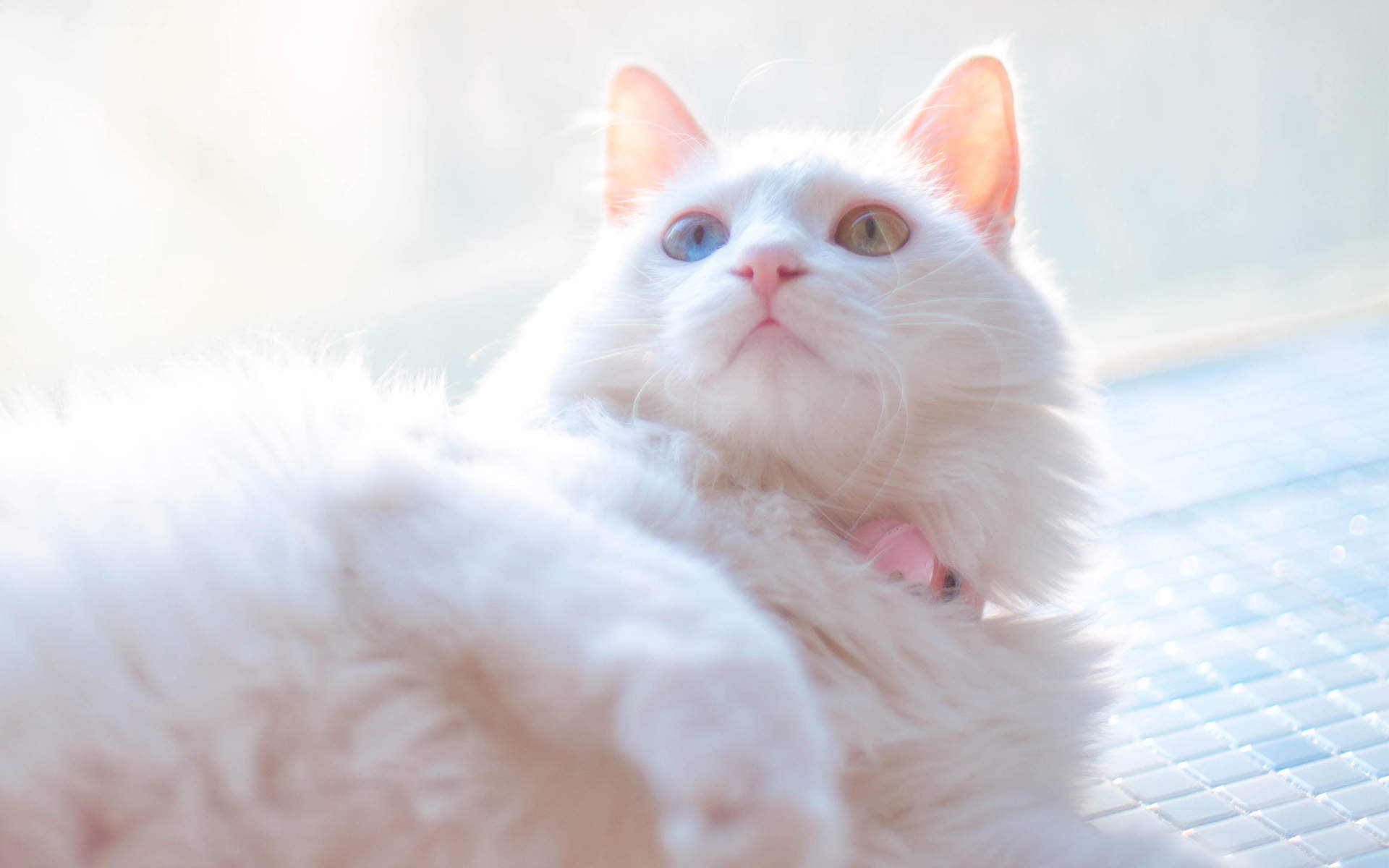 周放《大江大河》程小猫可爱表情包图片