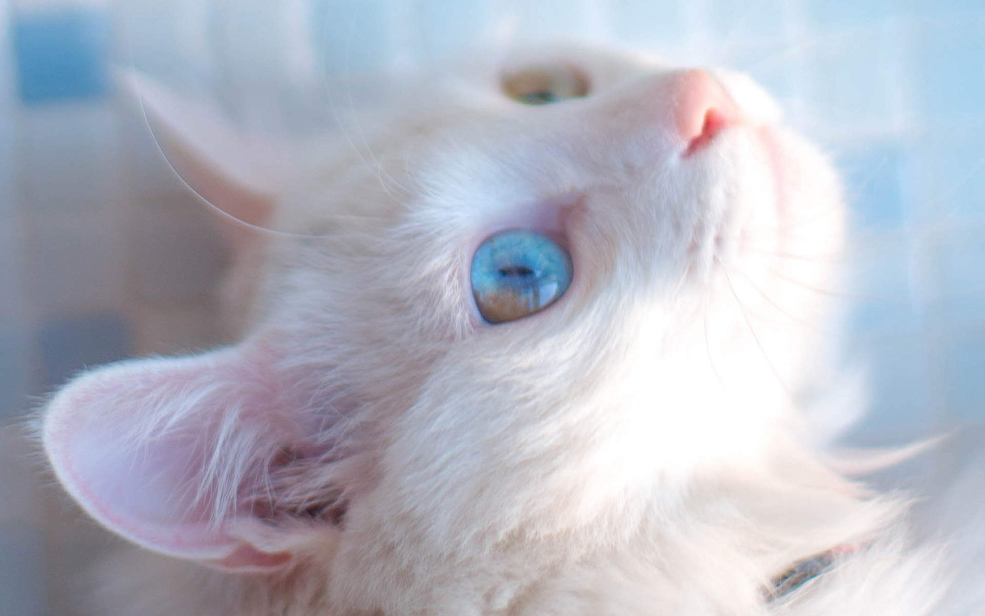 90后性感小猫咪写真图片