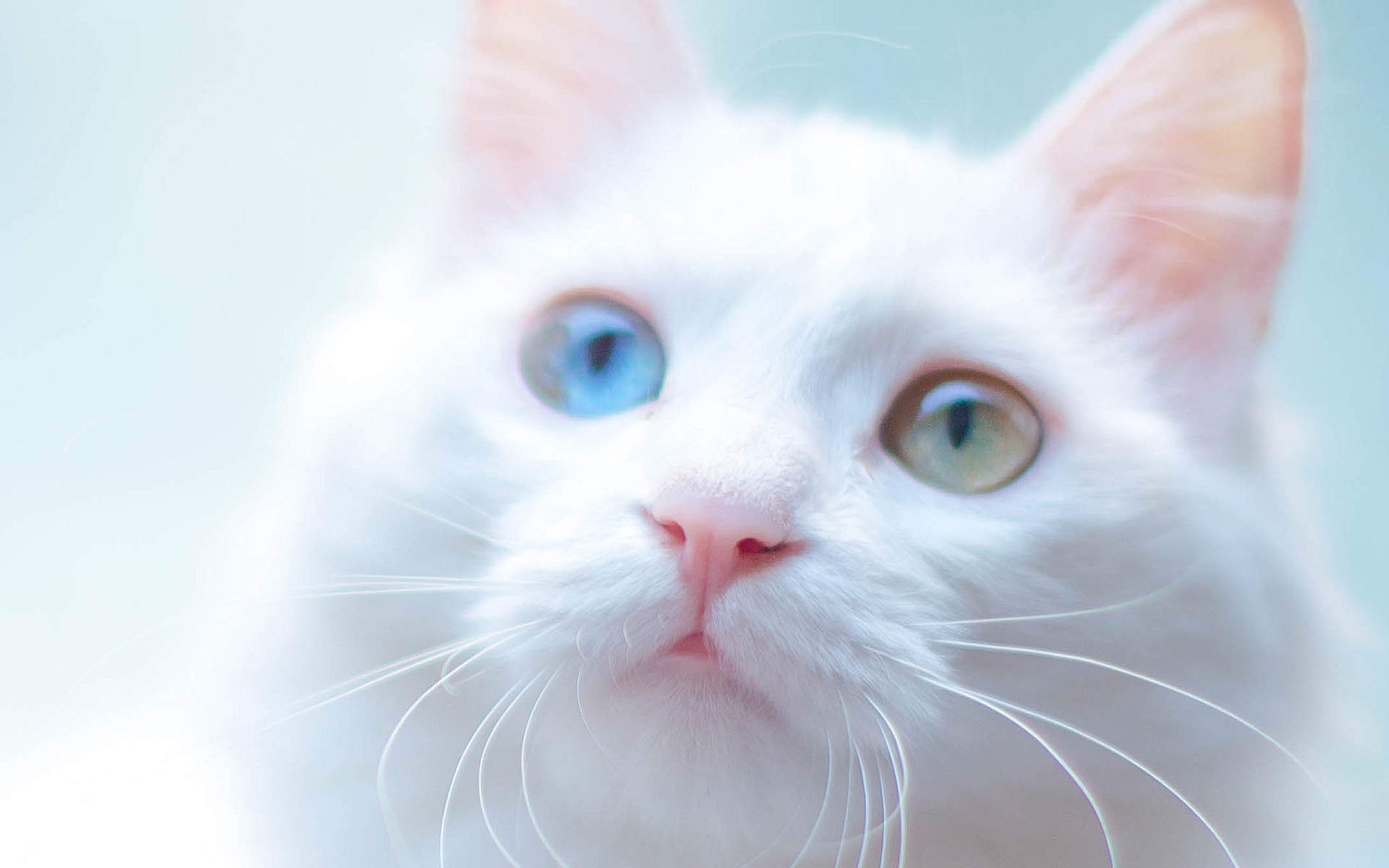 可爱萌宠猫咪图片 卖萌清新的小猫咪头像图片 喵星人头像图片图片