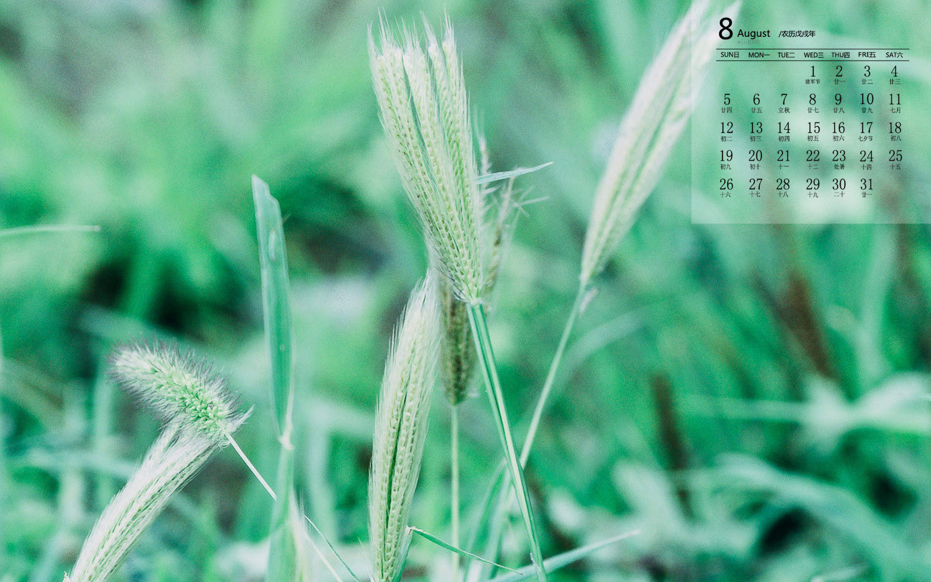 绿色植物图片