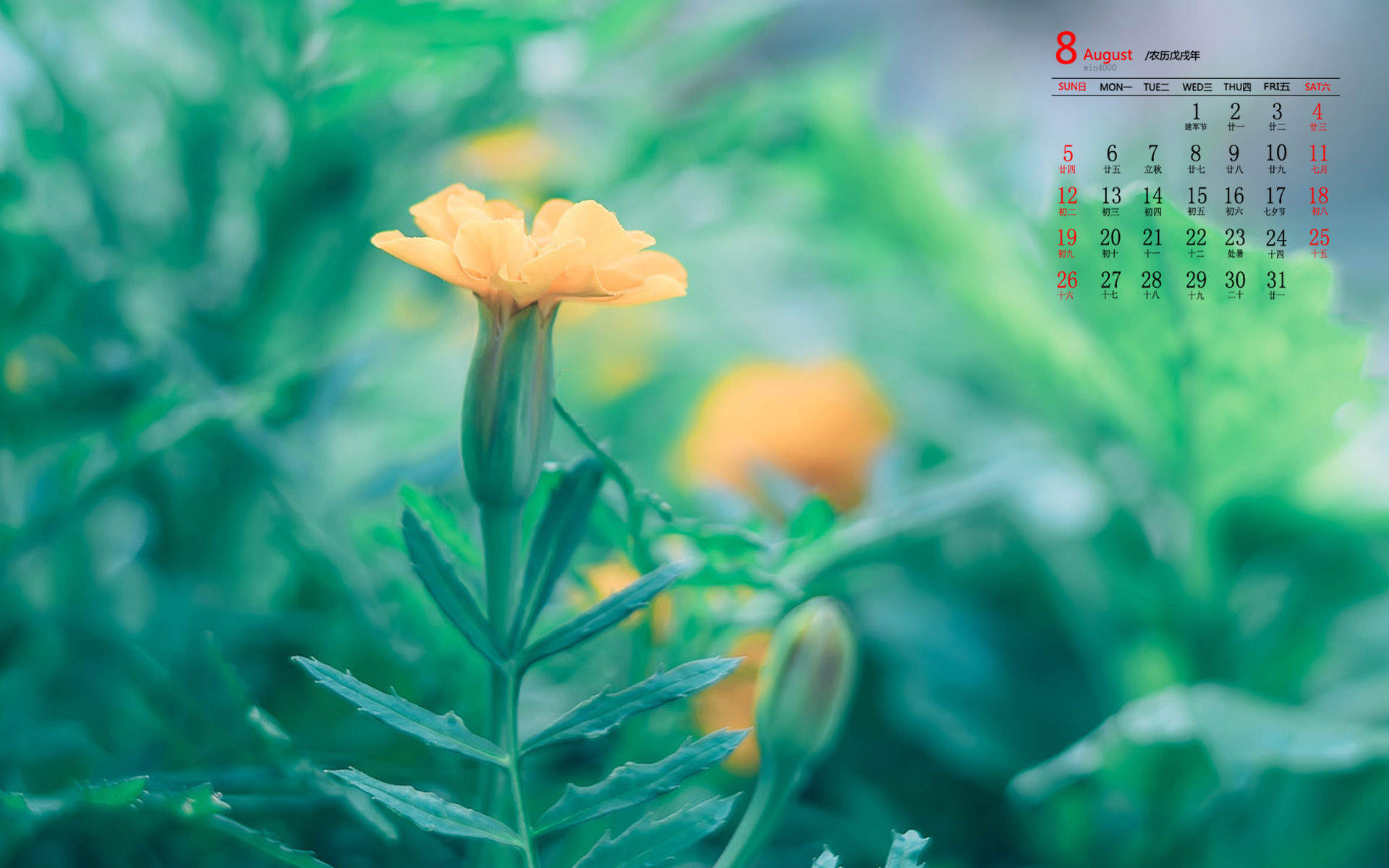 绿色植物图片