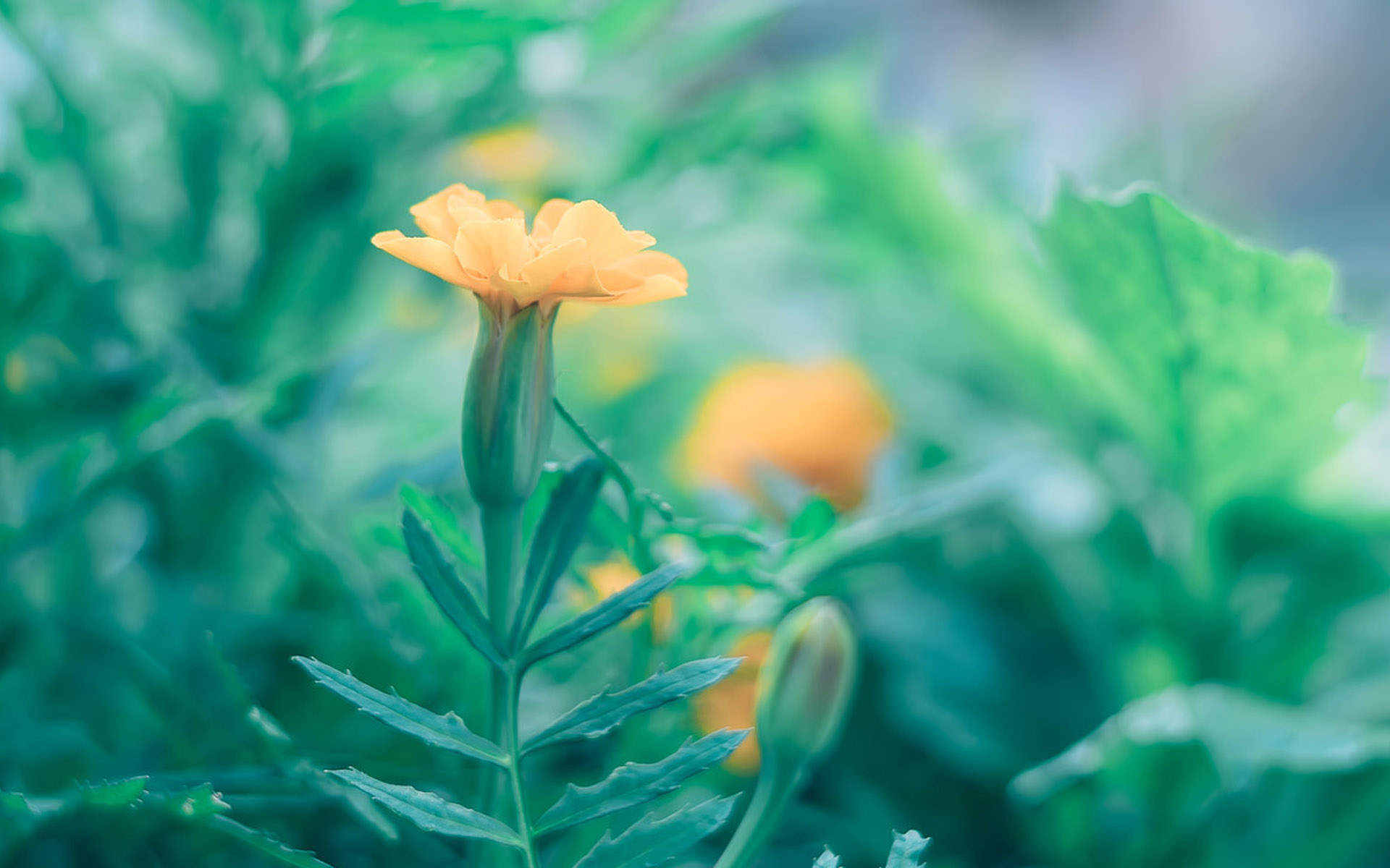 绿色植物图片