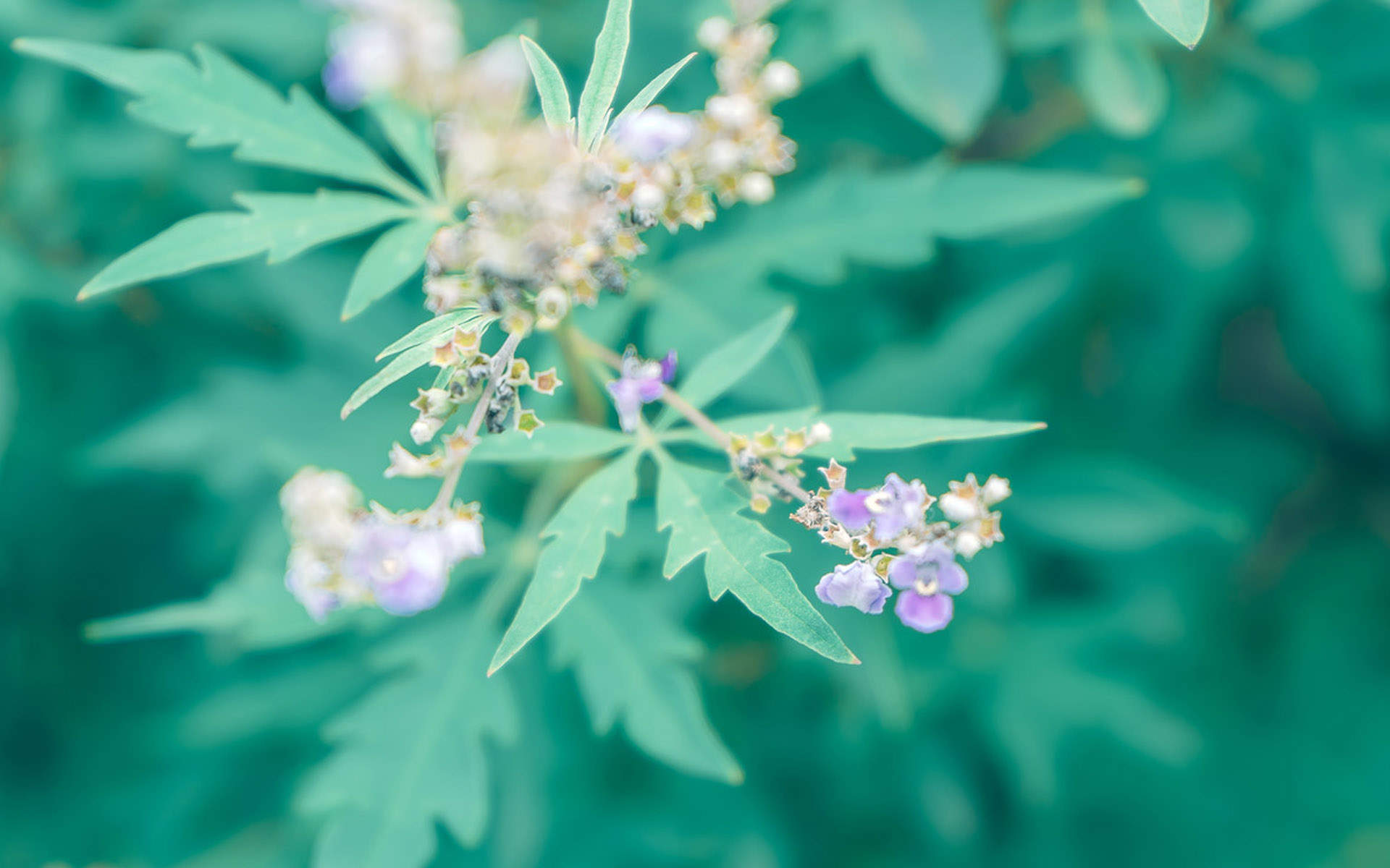绿色植物图片