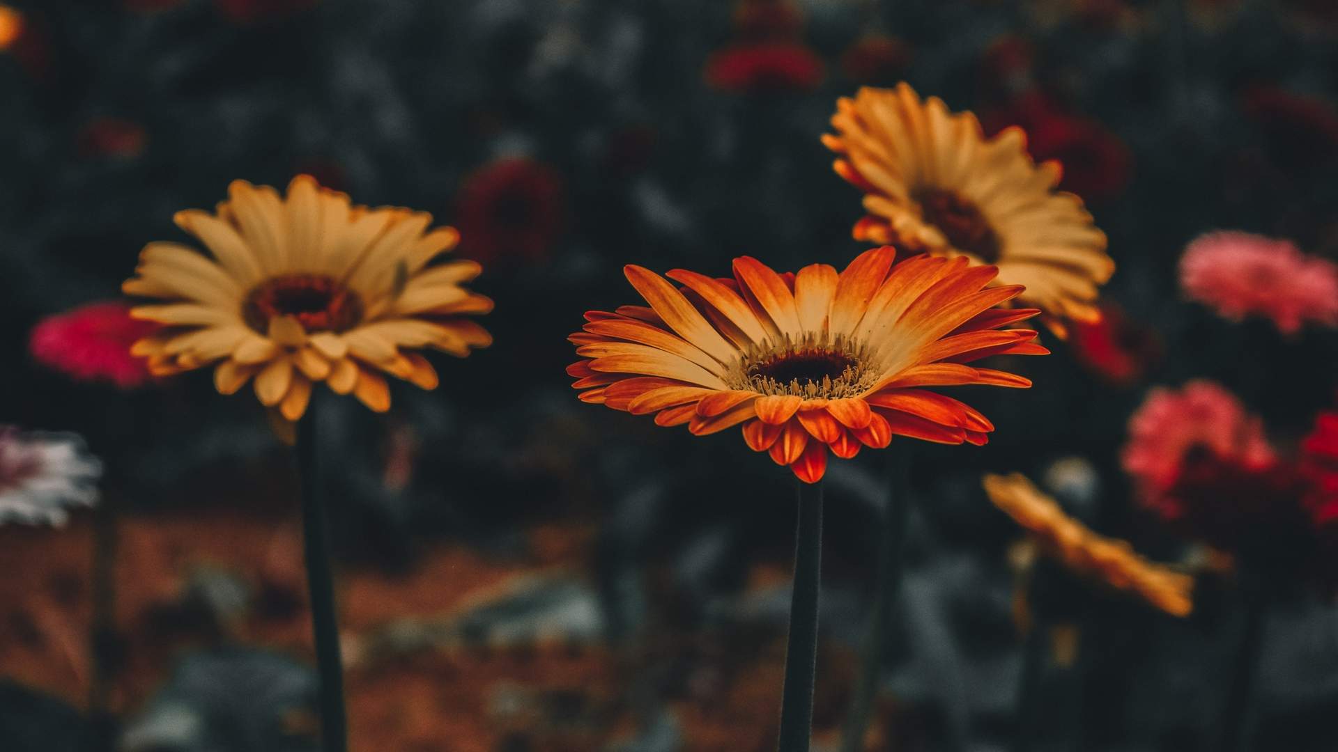 菊花图片