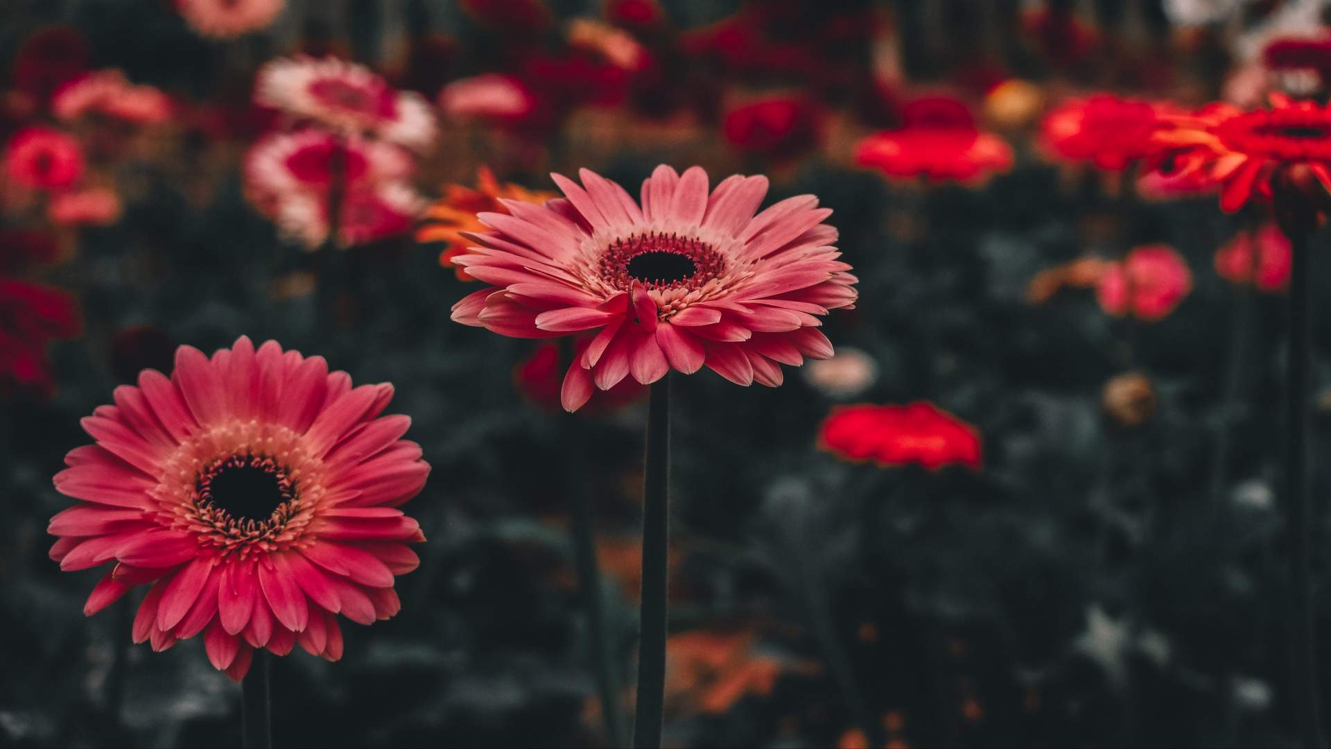 小清新雏菊花卉图片桌面壁纸图片