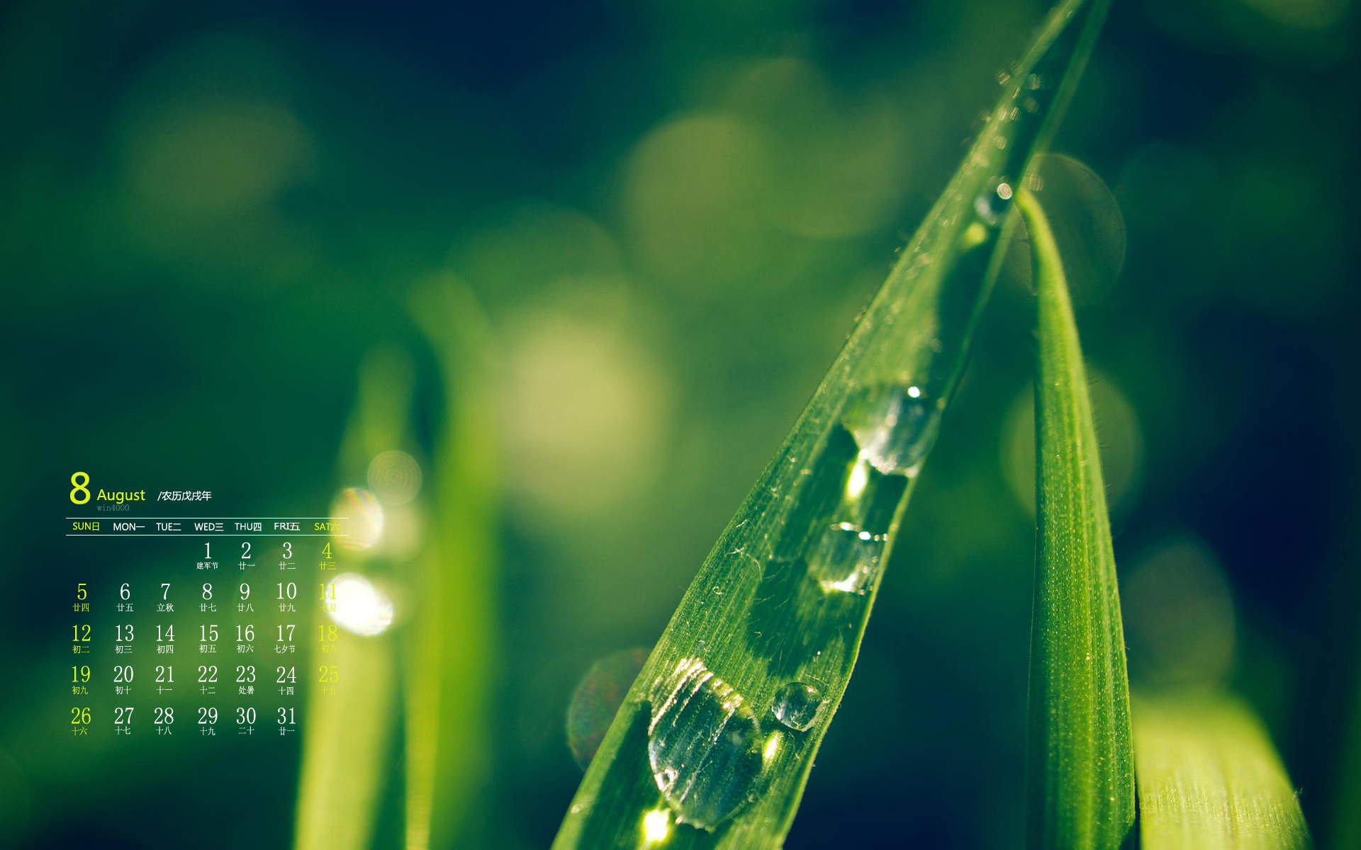 可爱的小雏菊小清新桌面壁纸图片