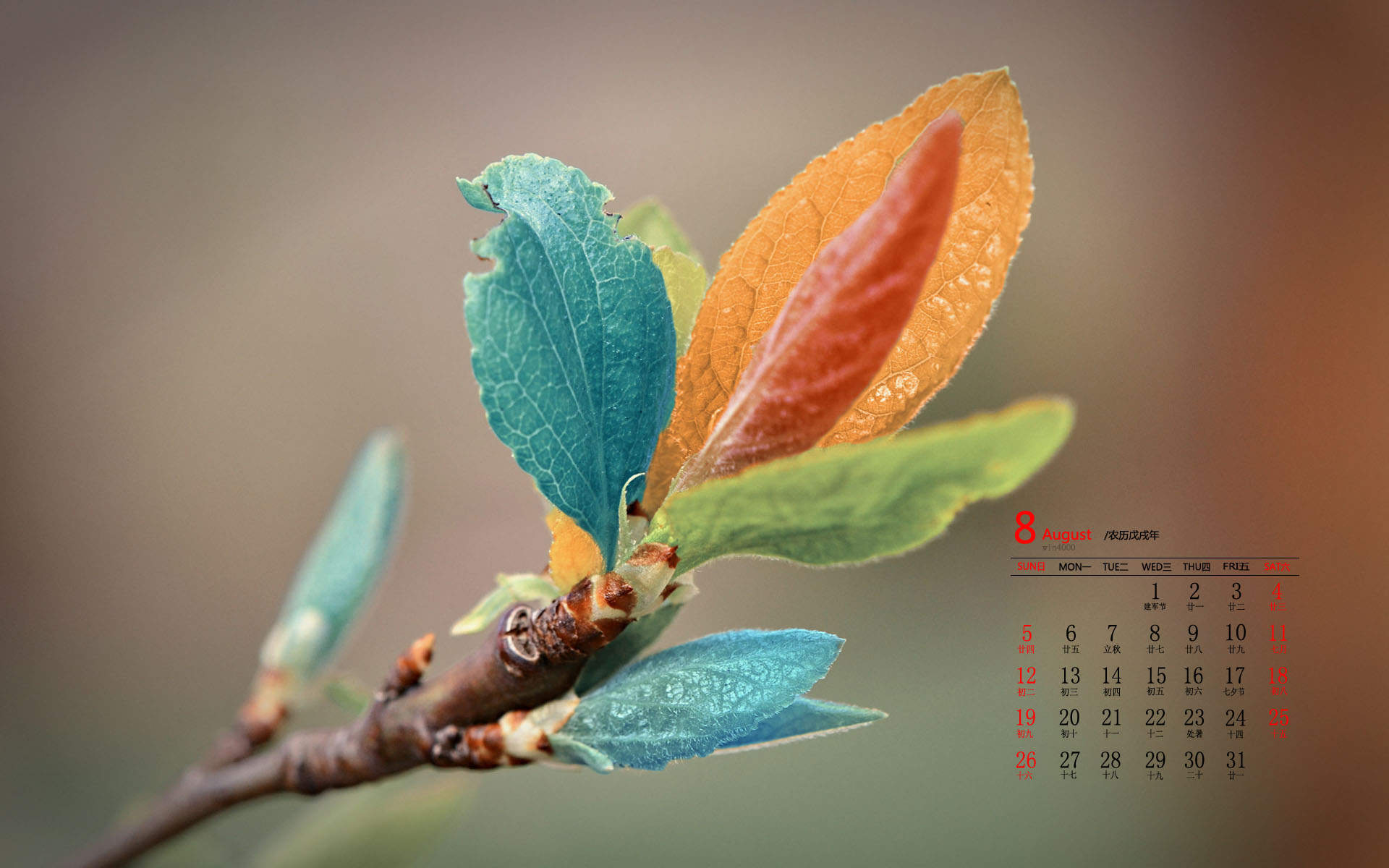 可爱的小雏菊小清新桌面壁纸图片