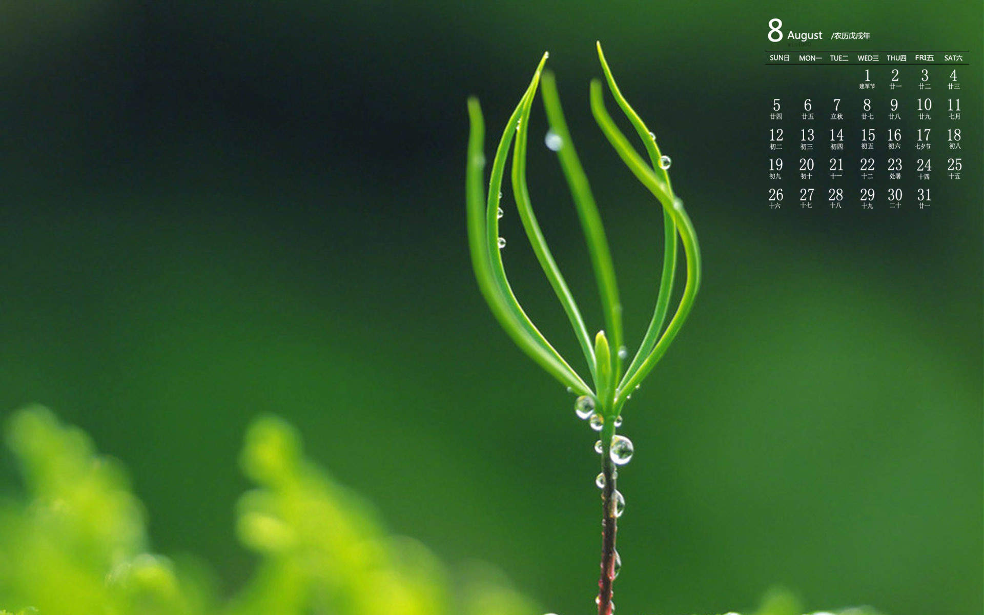 绿色植物图片