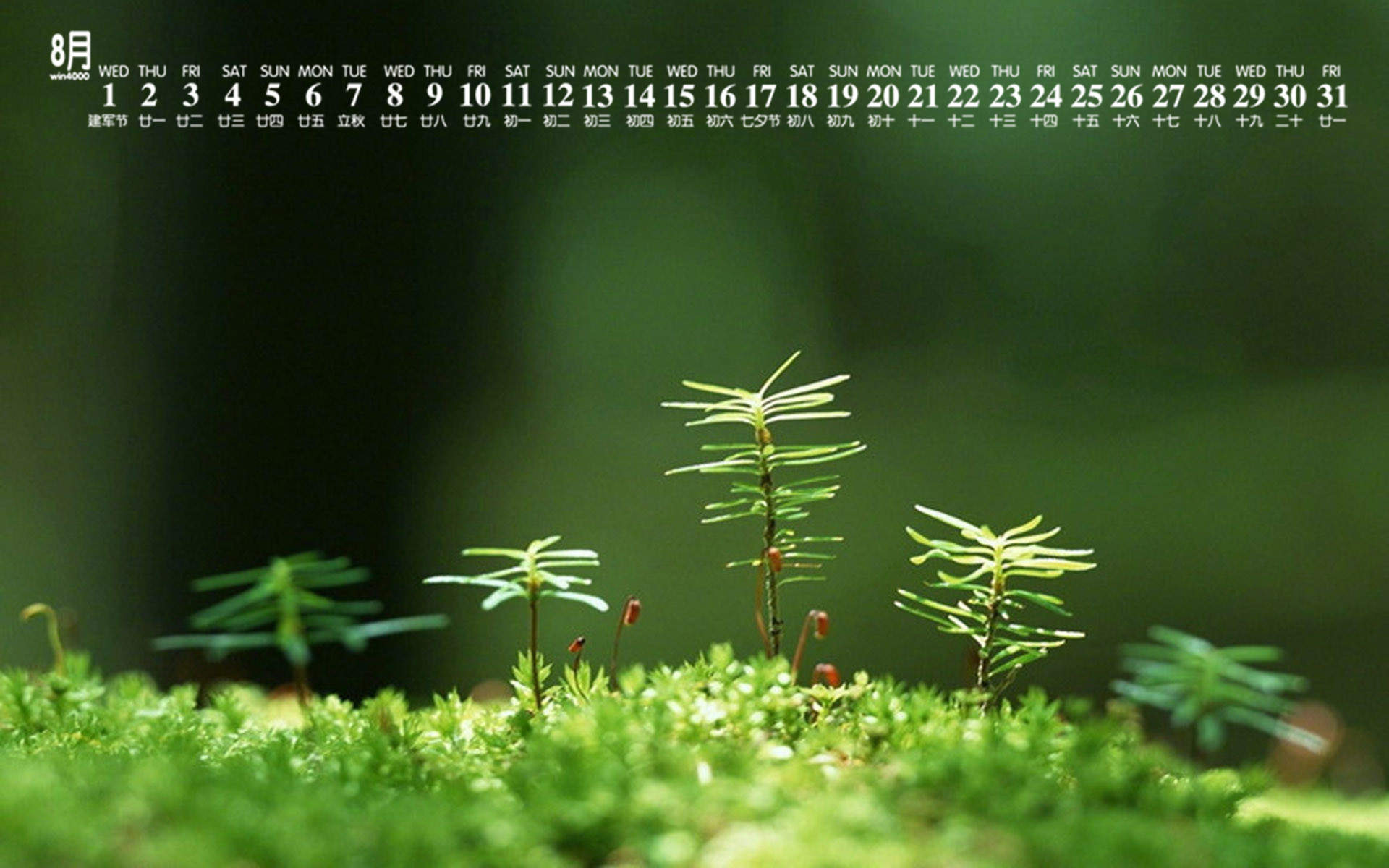 绿色植物图片