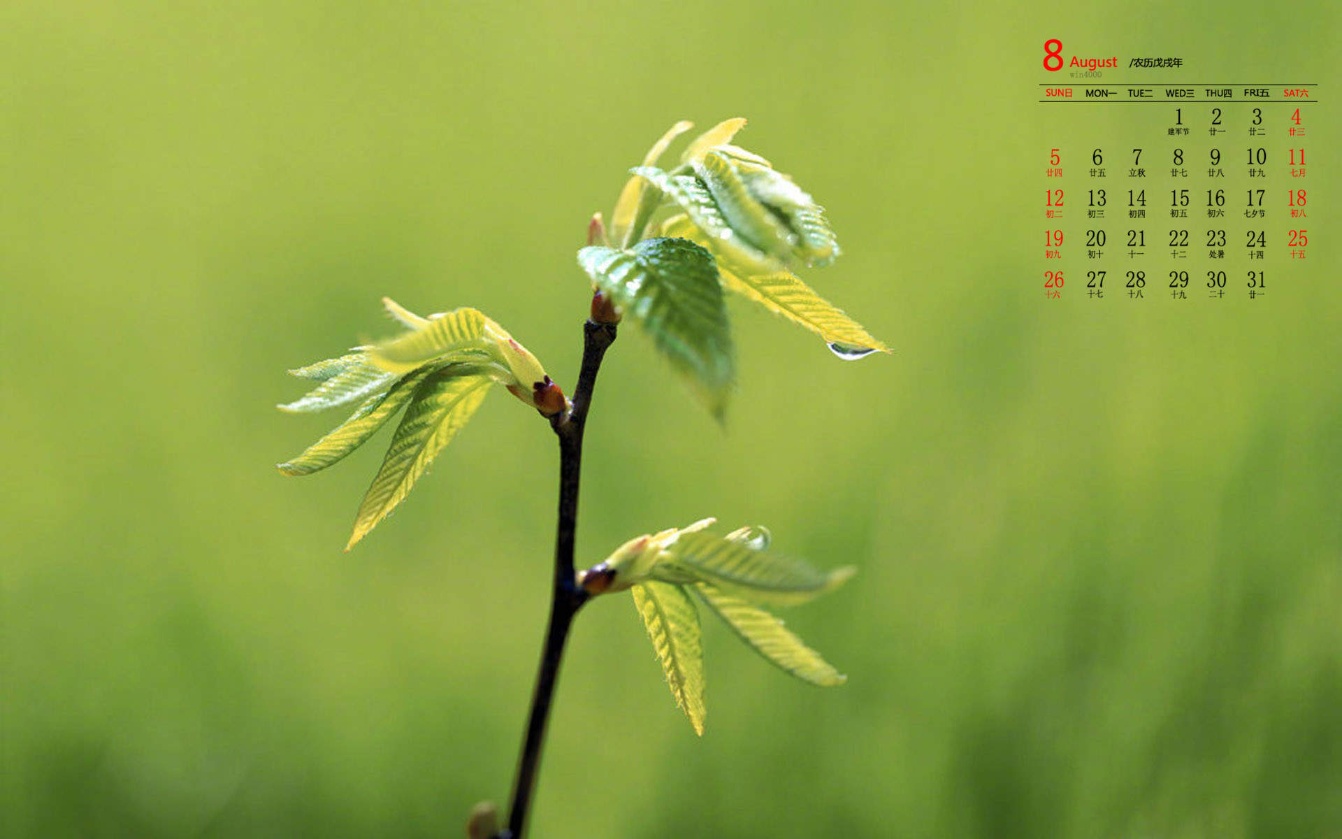 绿色植物图片