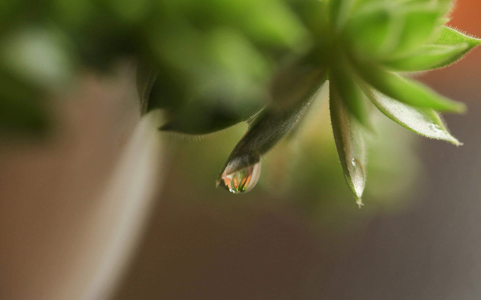 多肉植物图片