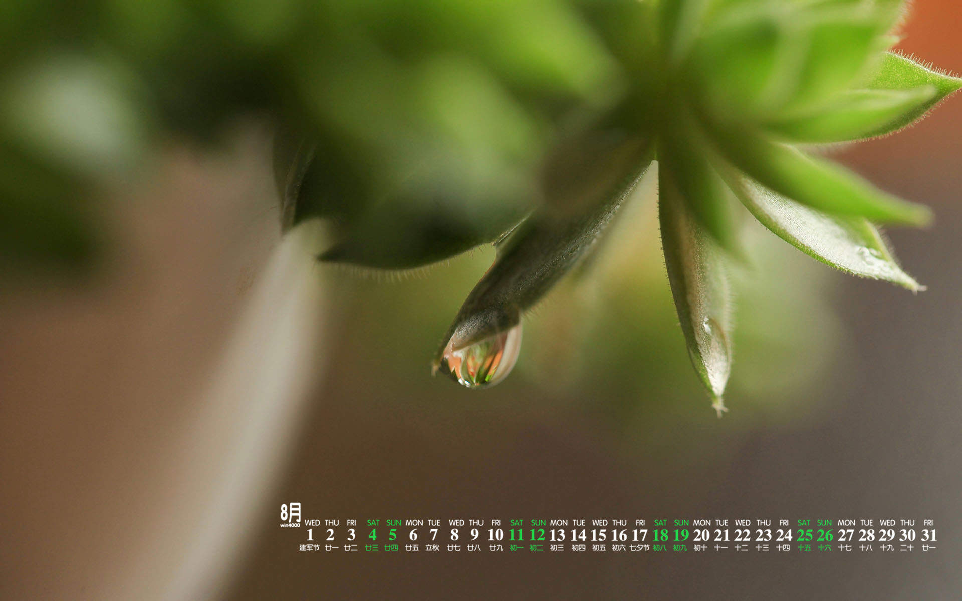 多肉植物图片