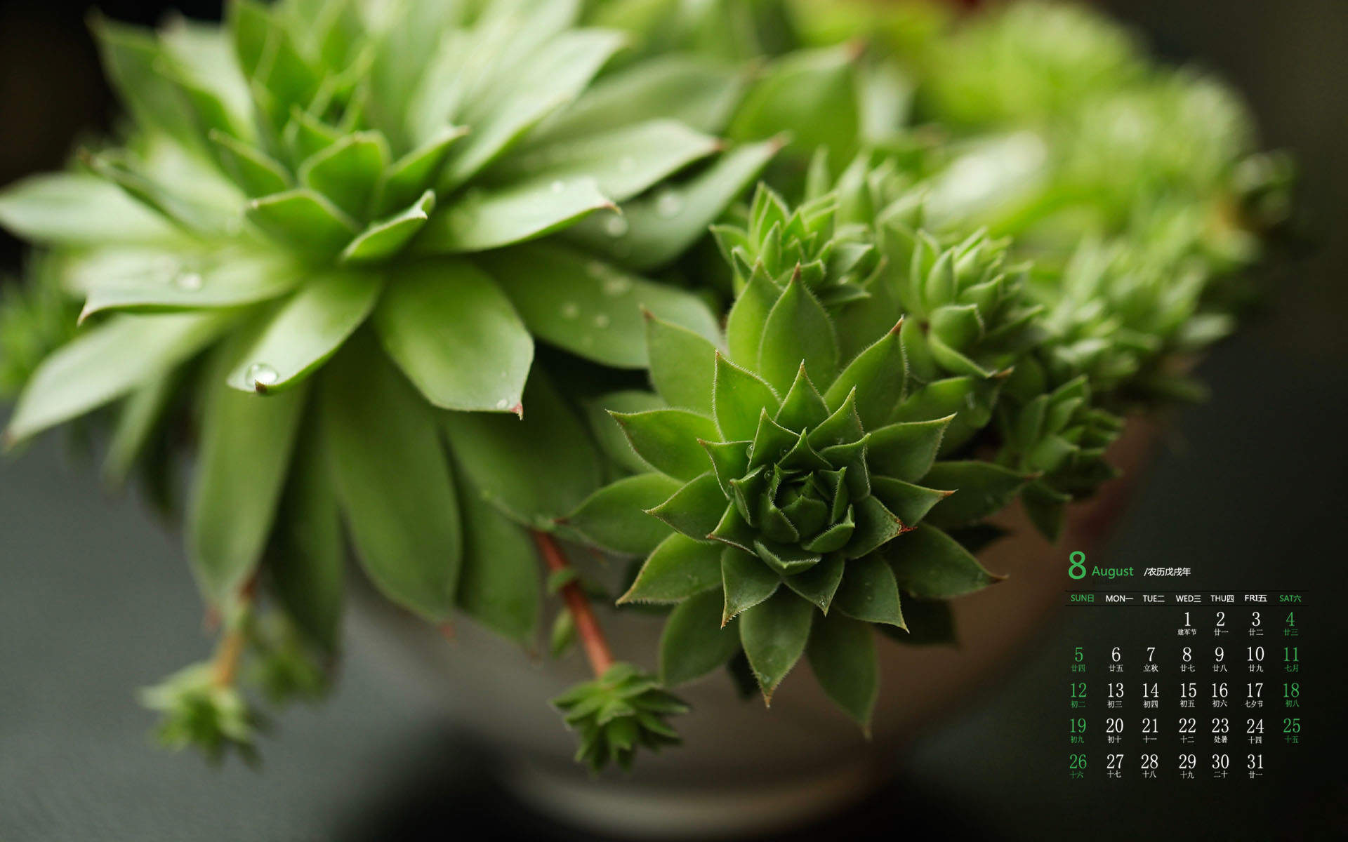 多肉植物图片
