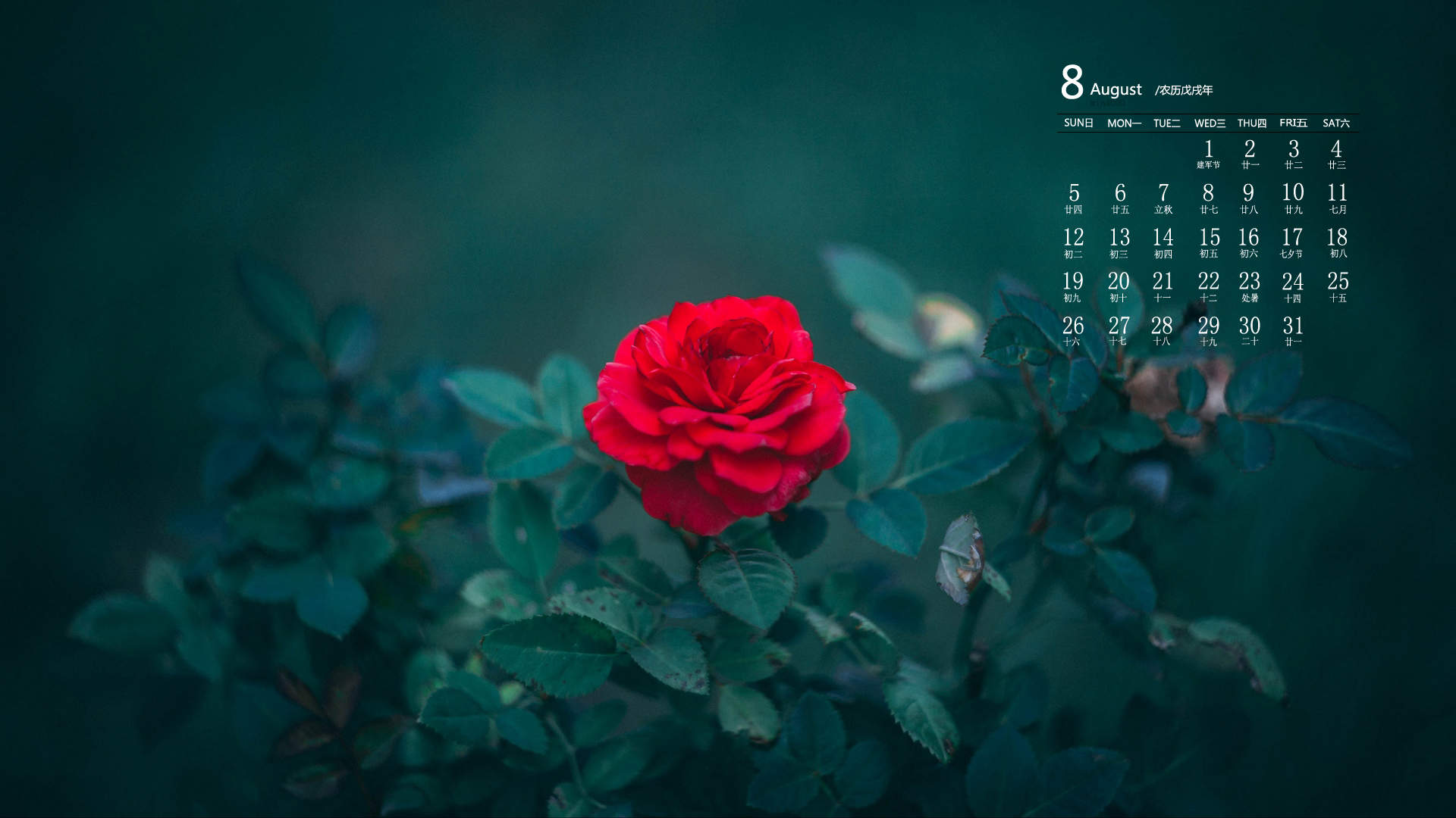 玫瑰花图片