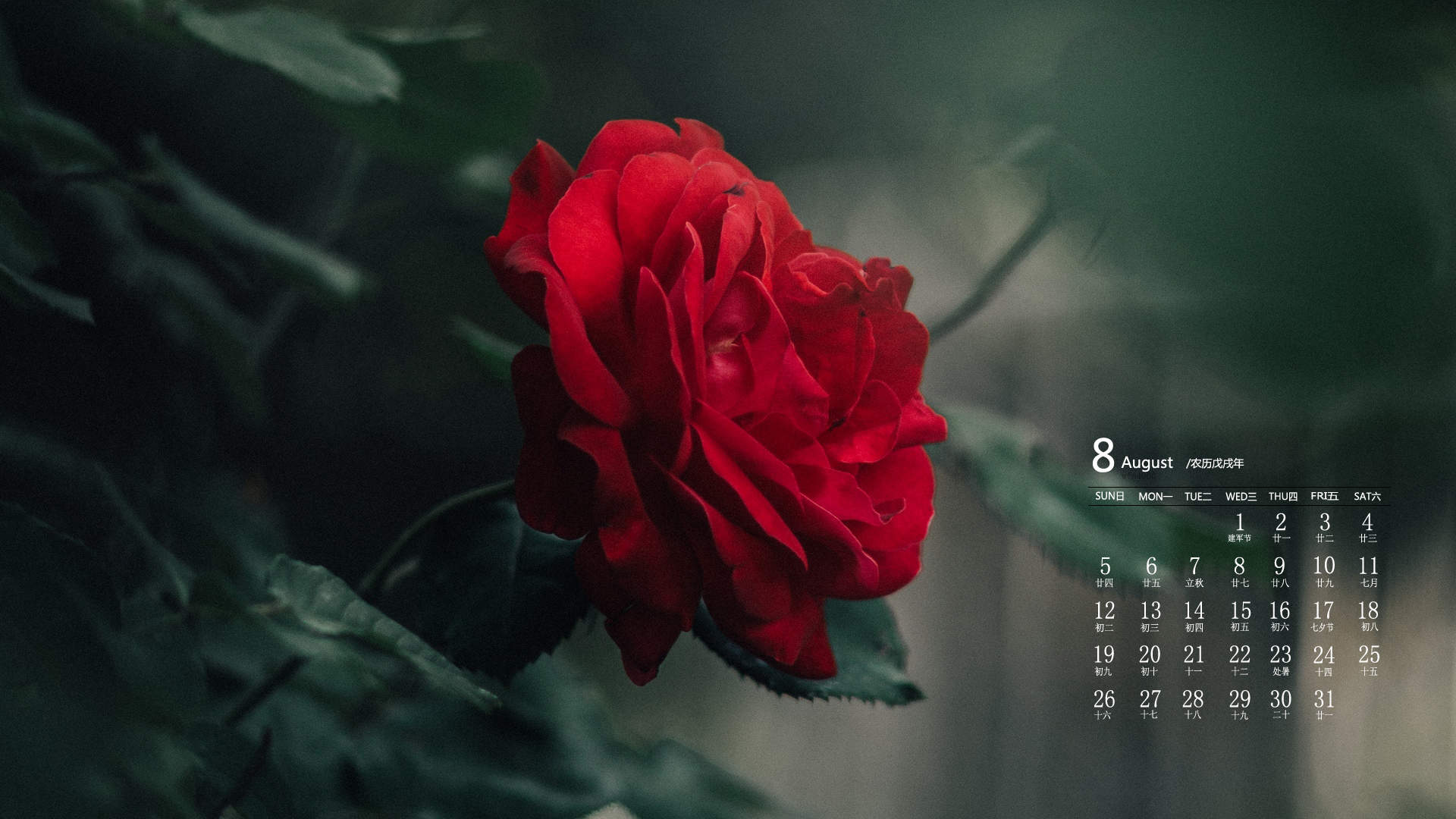玫瑰花图片