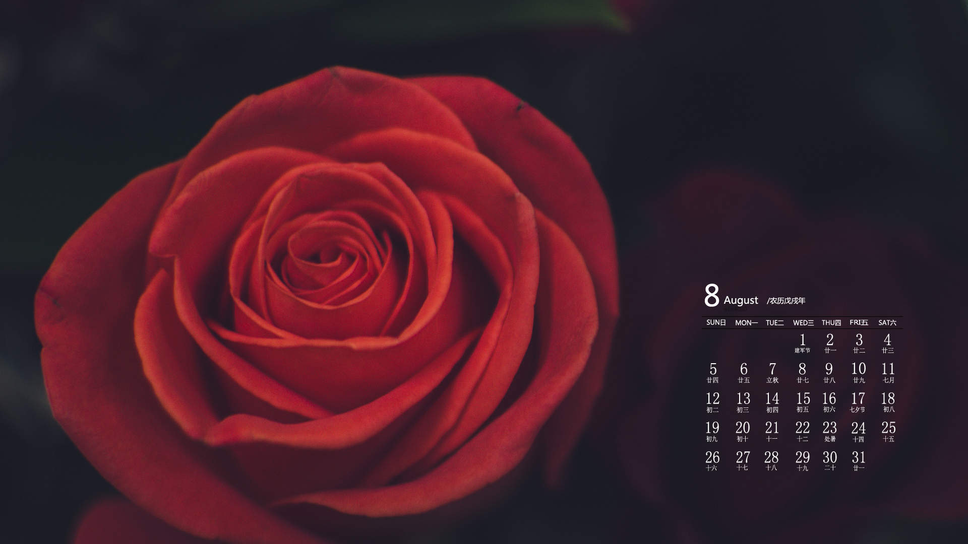 玫瑰花图片