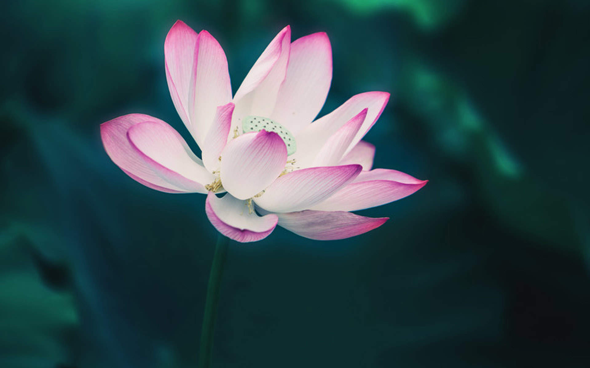 荷花图片图片