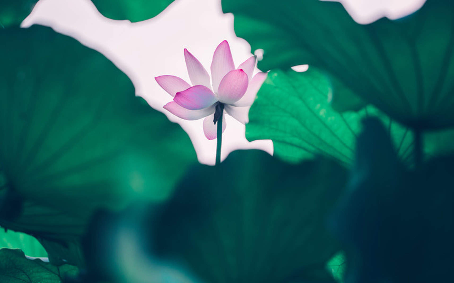 夏日荷花唯美高清图片桌面壁纸图片
