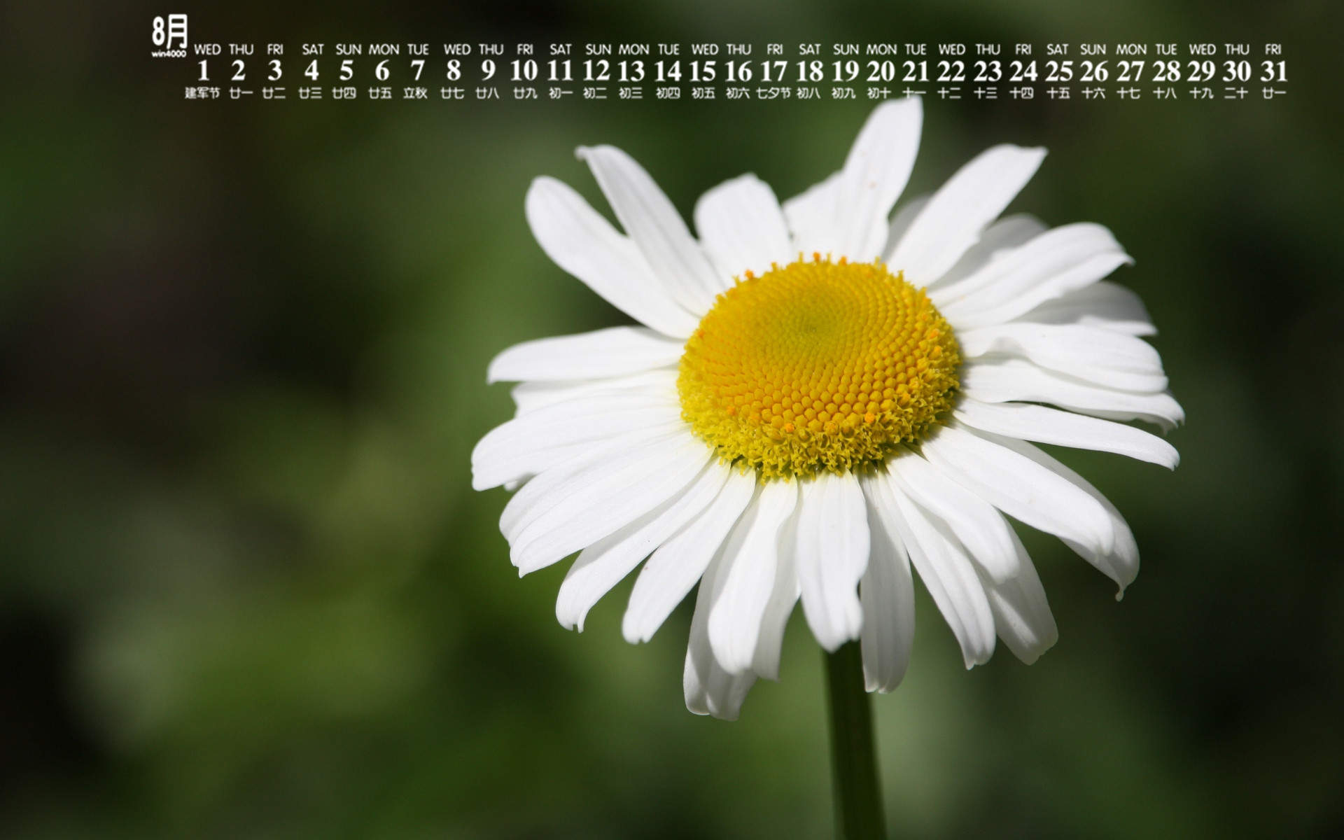 2018年8月雏菊花卉图片日历壁纸图片