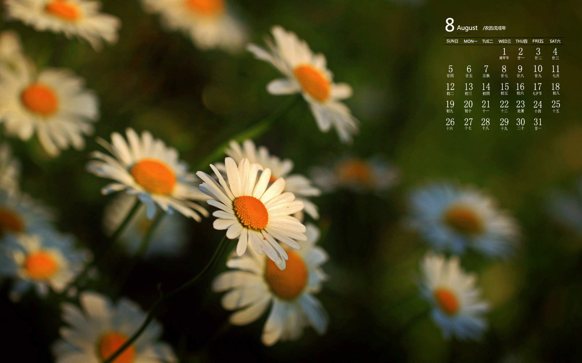 菊花图片