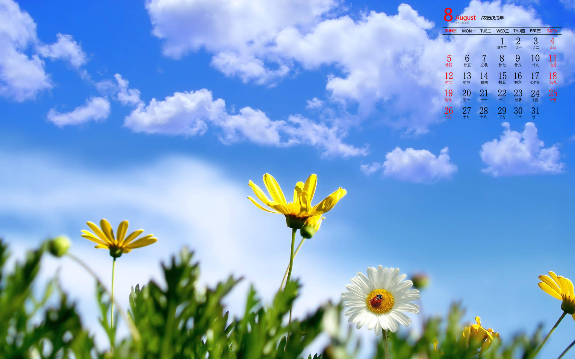 菊花图片