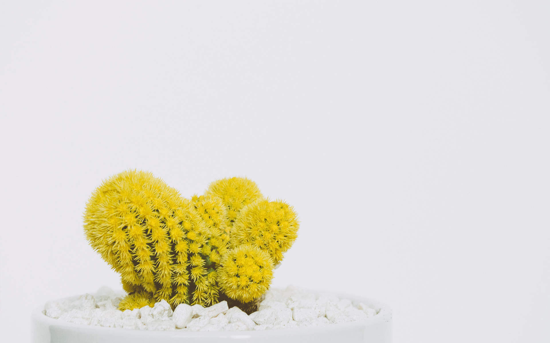 盆栽花卉植物高清图片桌面壁纸图片