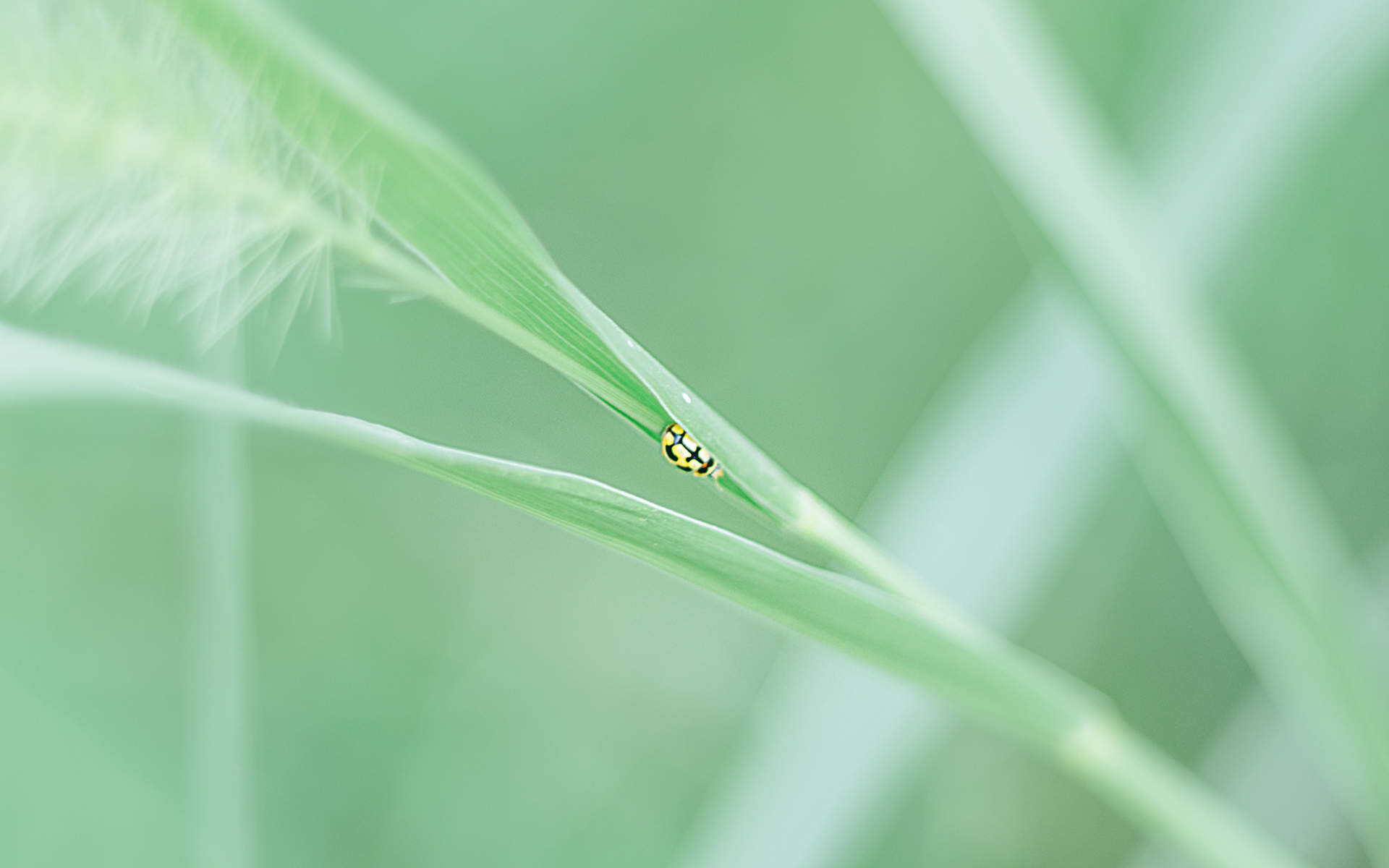 绿色植物图片