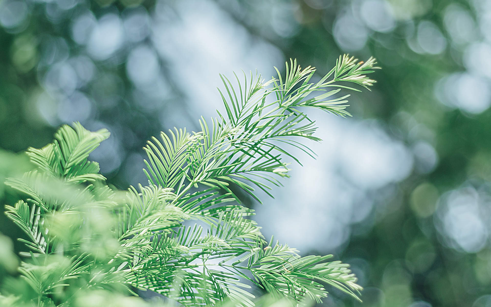 绿色植物图片