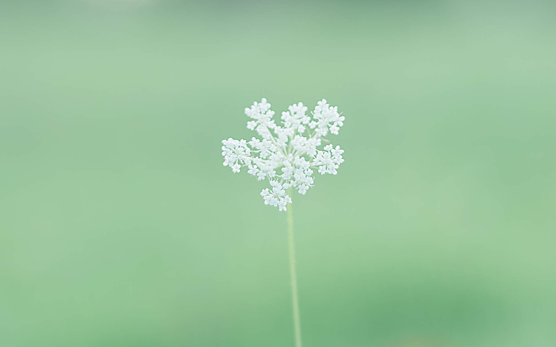 绿色植物图片