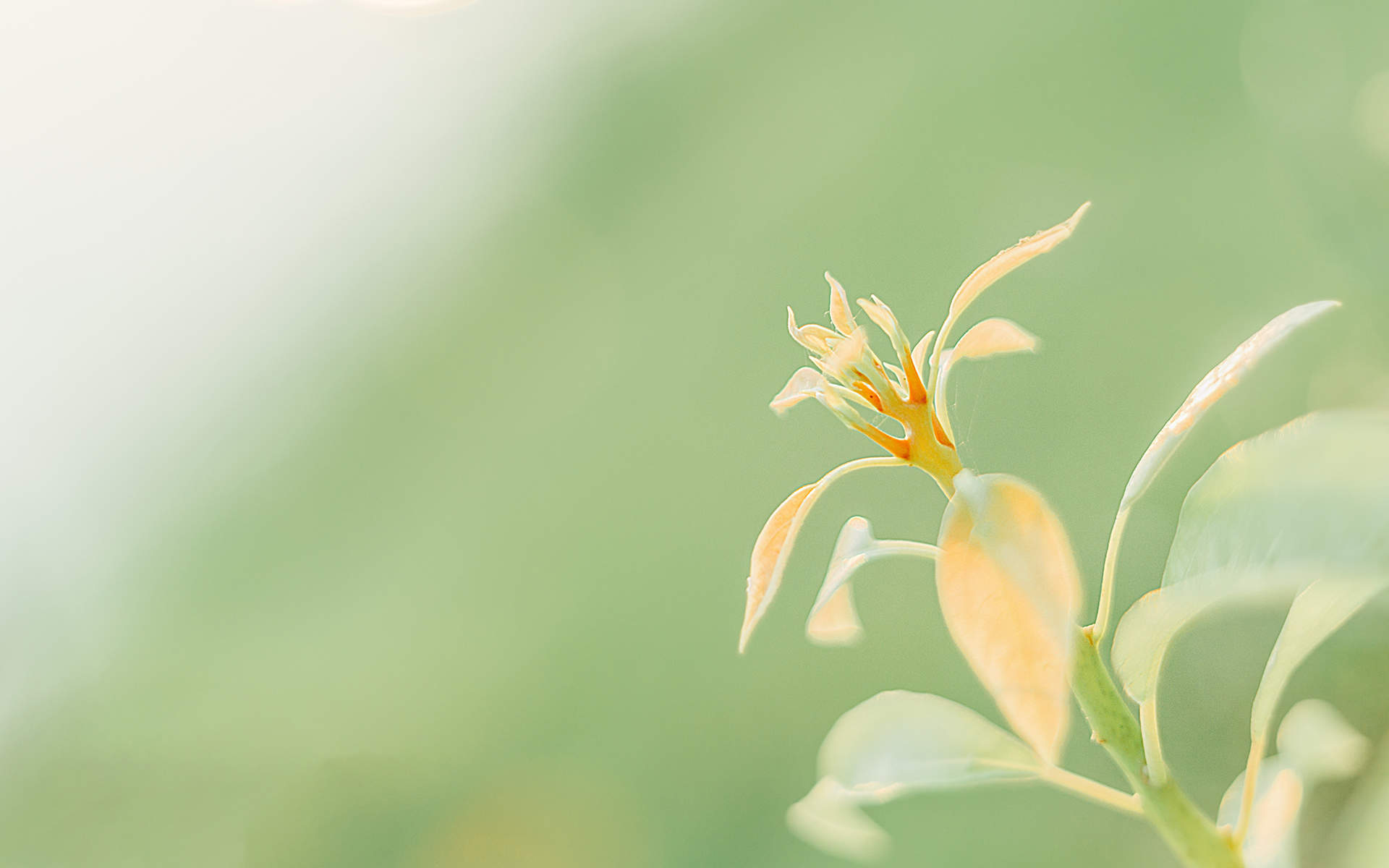 绿色植物图片