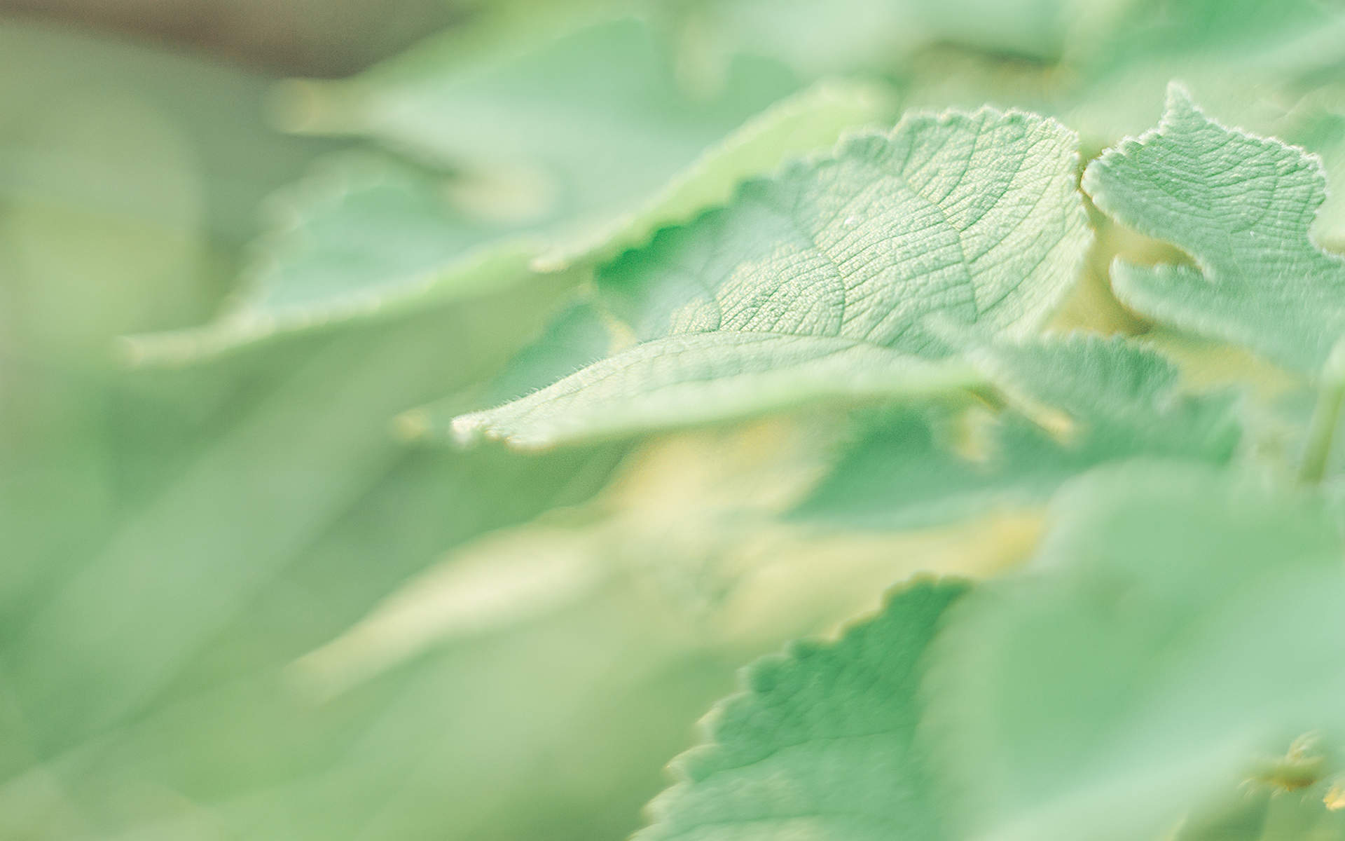 绿色植物图片
