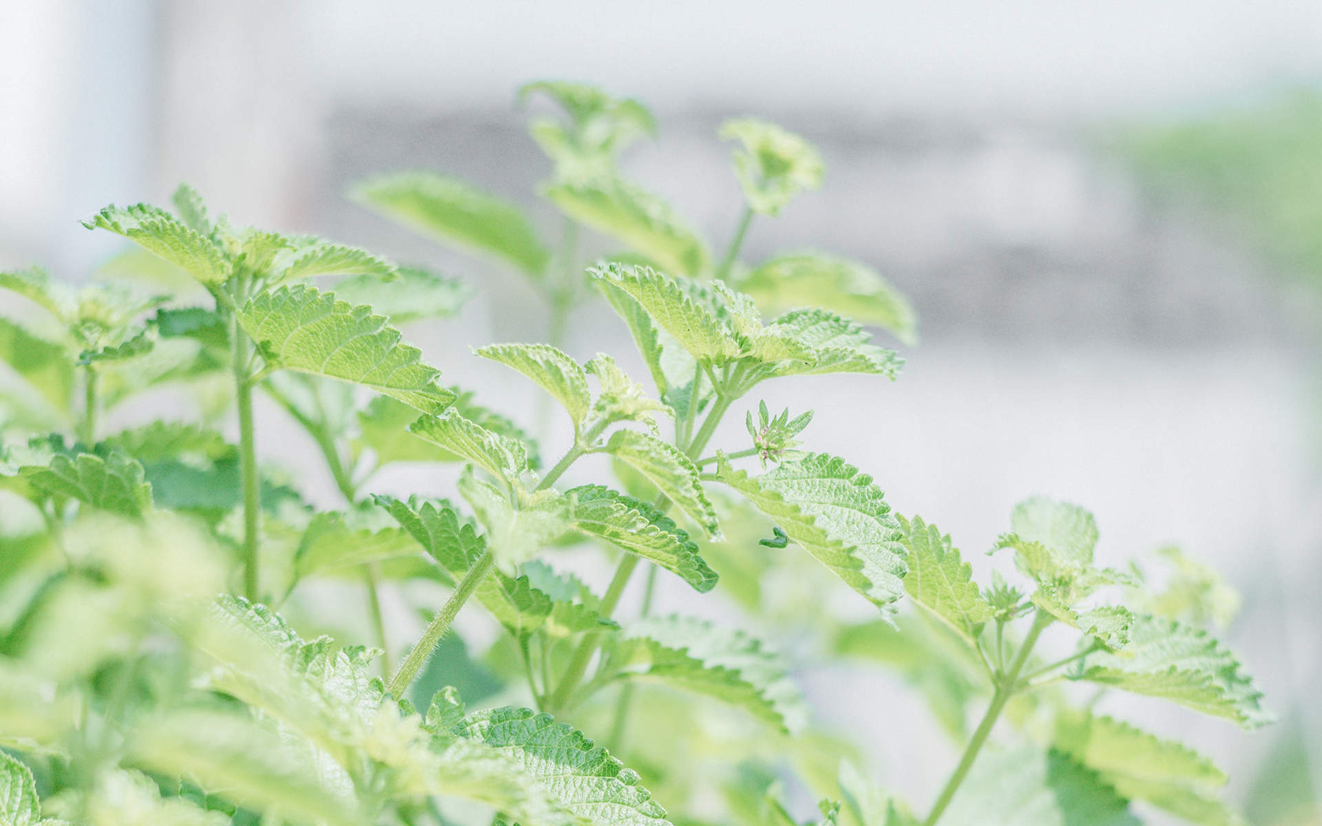 唯美清新绿色植物花卉高清摄影素材图片欣赏图片