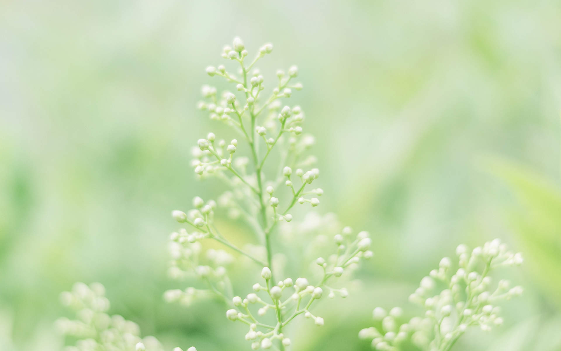 唯美清新绿色植物花卉高清摄影素材图片欣赏图片