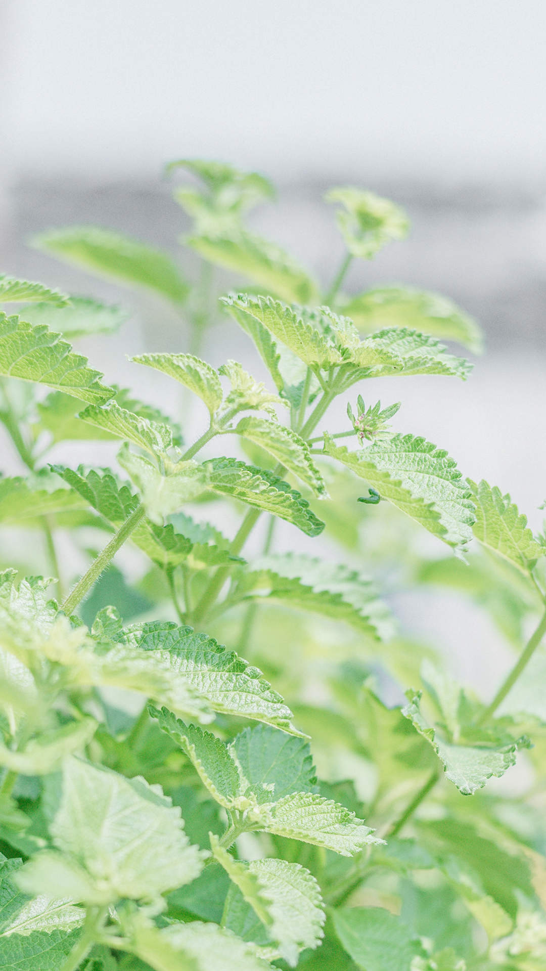 迪丽热巴红皮裙性感高清手机壁纸图片