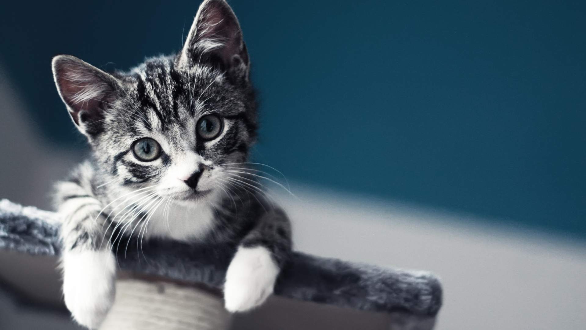 高清最新卡通电脑pc小动物猫咪图片桌面电脑壁纸图片