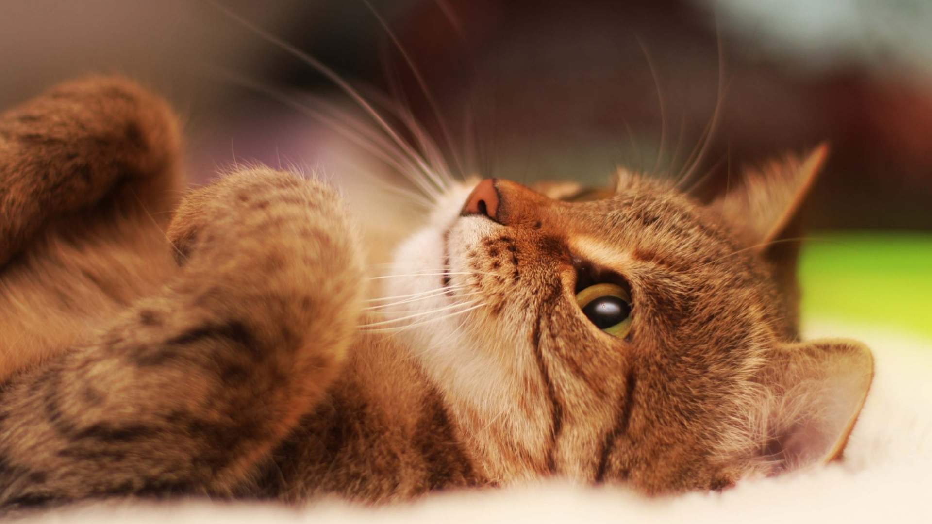 高清最新卡通电脑pc小动物猫咪图片桌面电脑壁纸图片