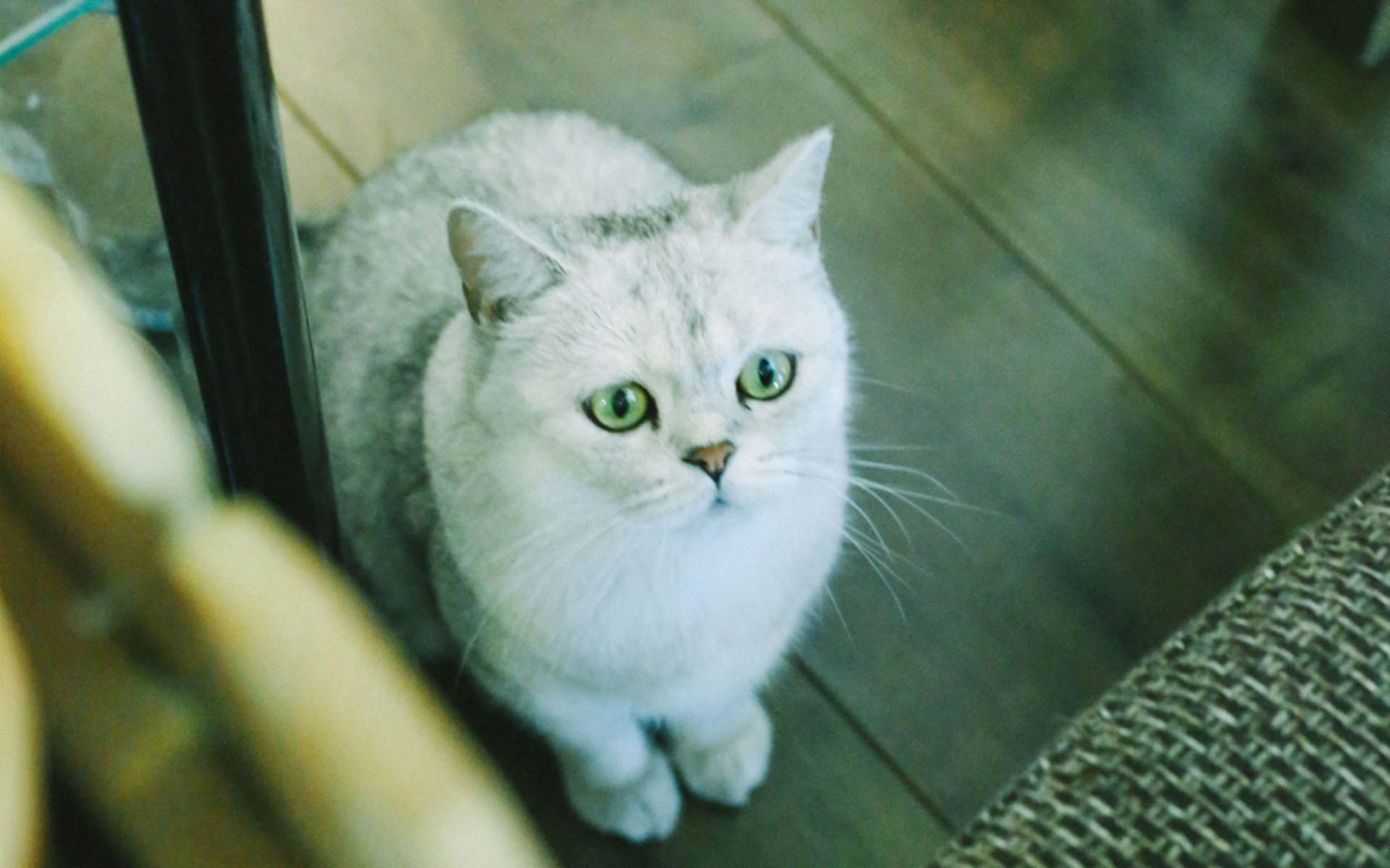 超可爱小猫图片高清手机壁纸图片